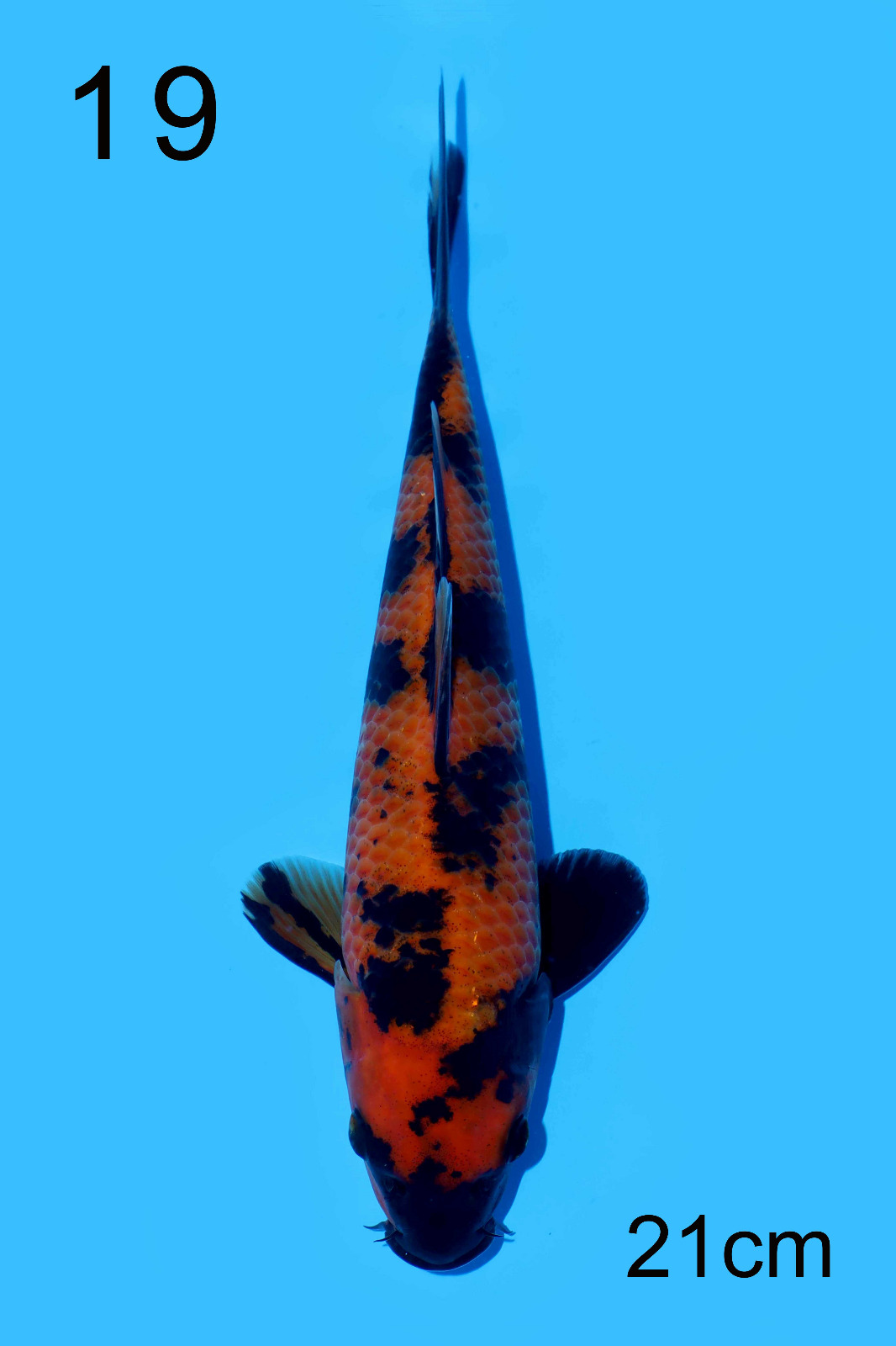 HI-UTSURI IKARASHI 21cm