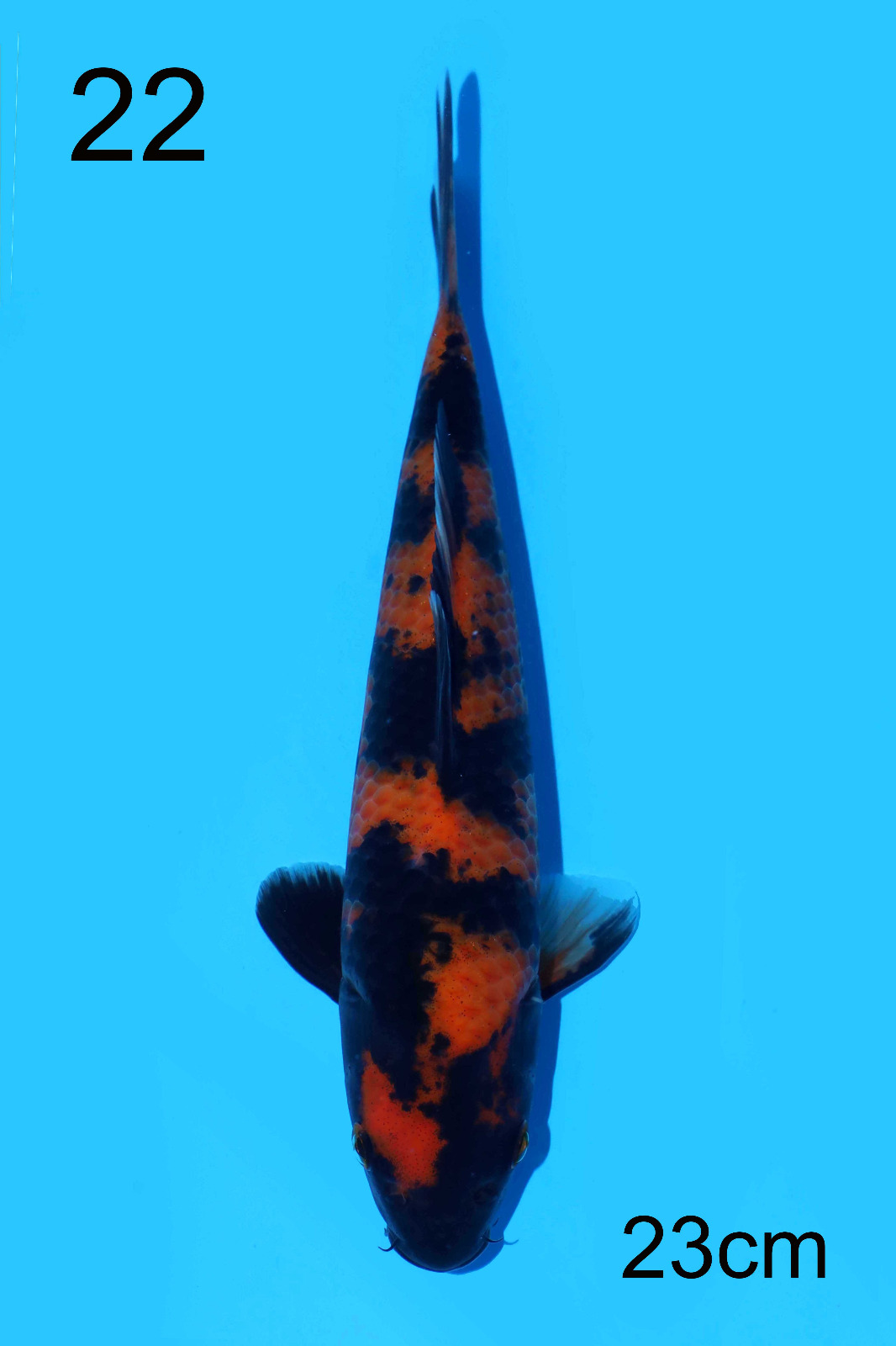 HI-UTSURI IKARASHI 23cm