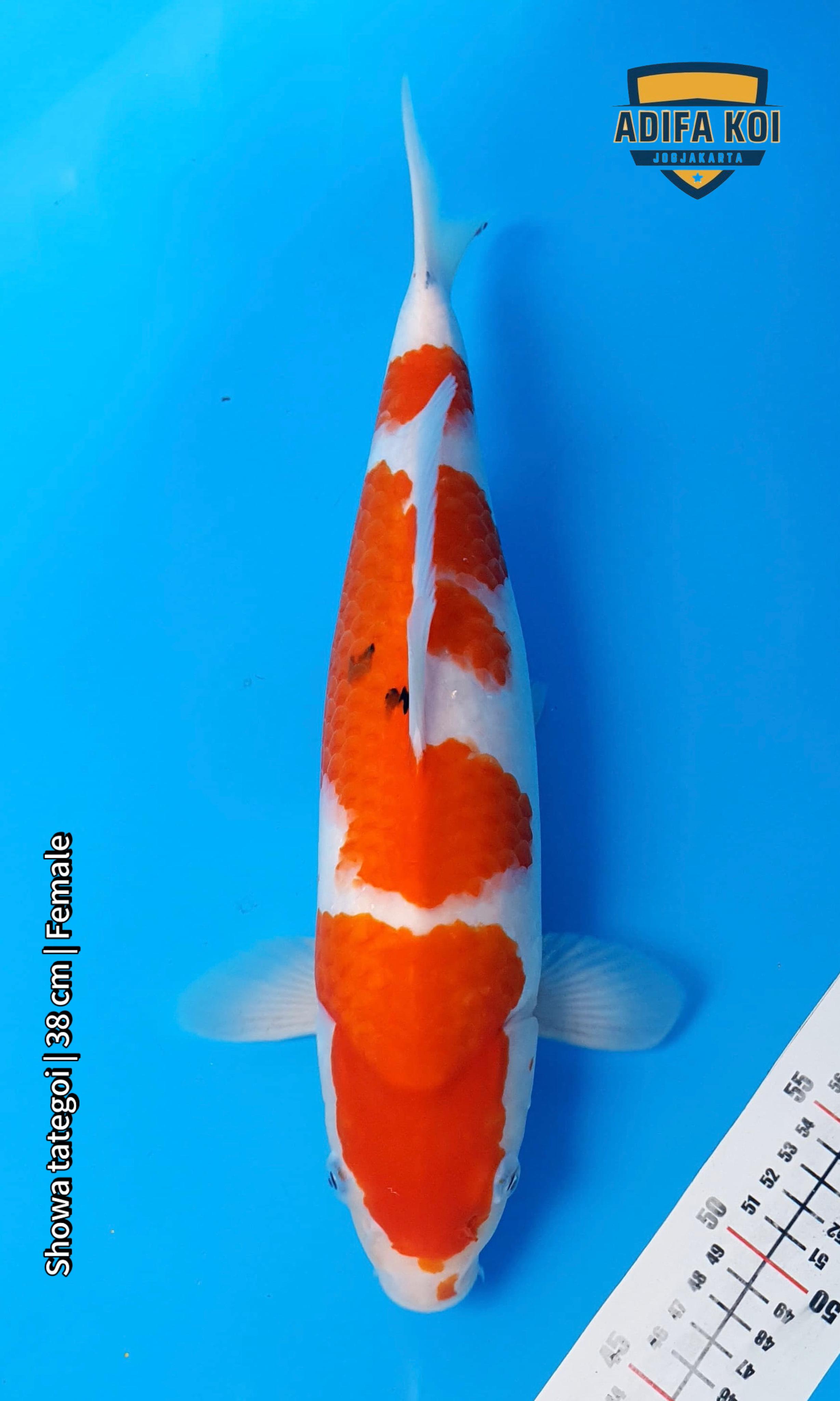 SHOWA TATEGOI 38cm