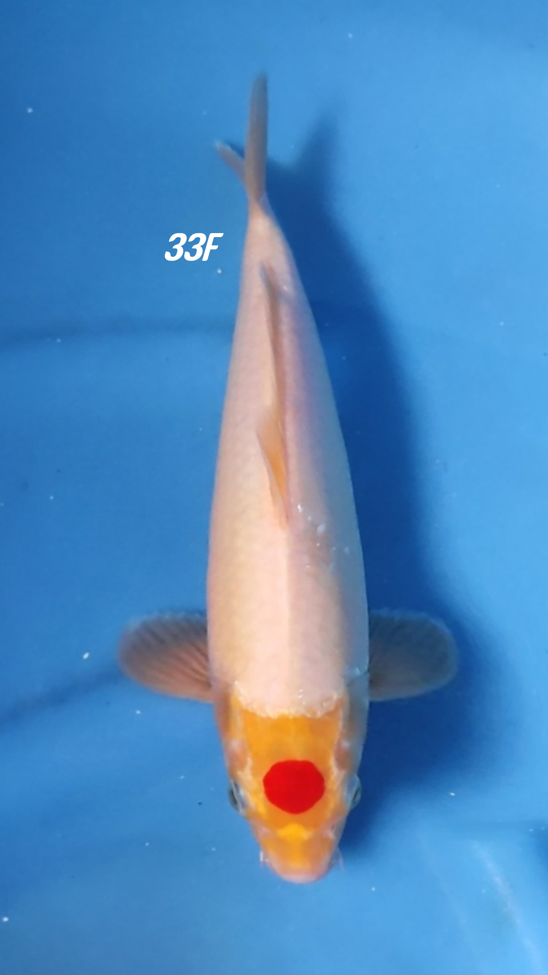 TANCHO KOHAKU 33cm