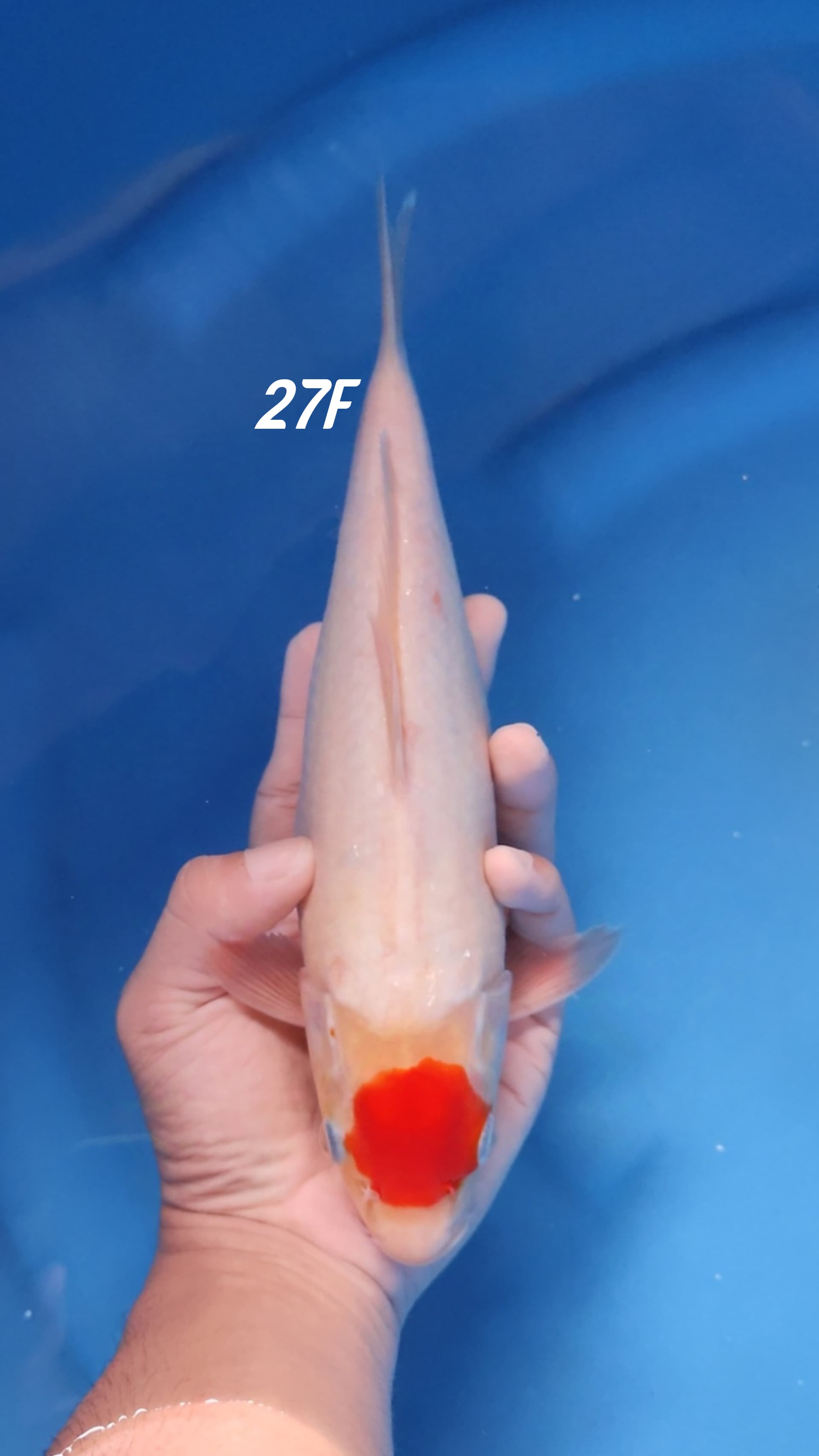 TC KOHAKU ORIGINAL 33cm