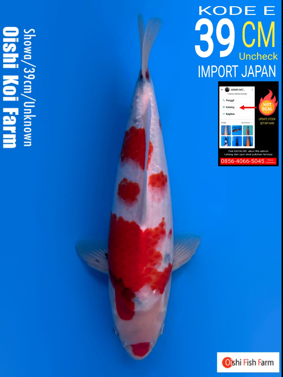 SHOWA TATEGOI OISHI 39cm