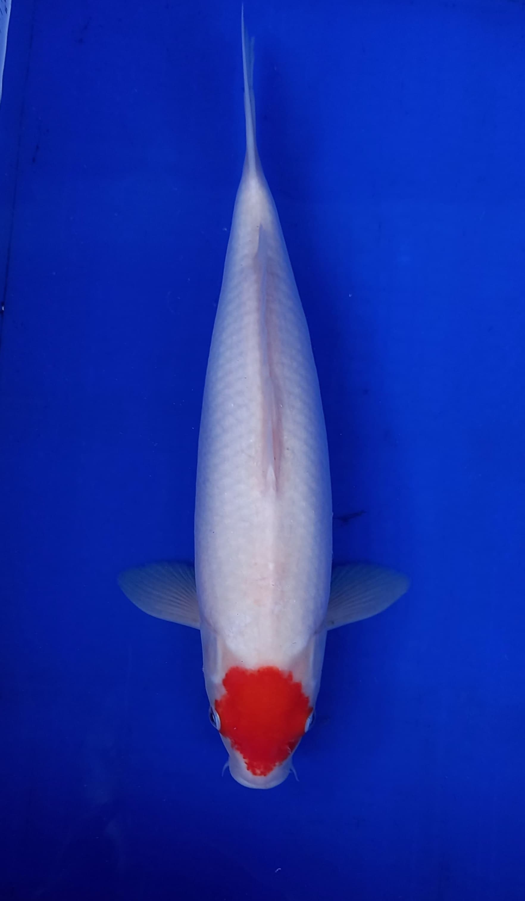 TANCHO KOHAKU ORIGINAL 40cm