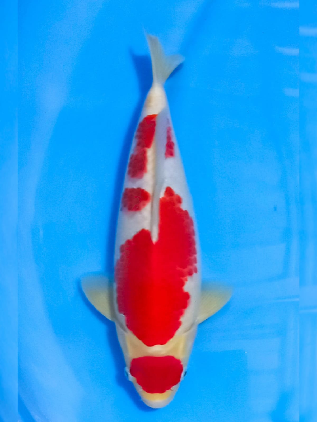 MARUTEN KOHAKU HQ 30cm