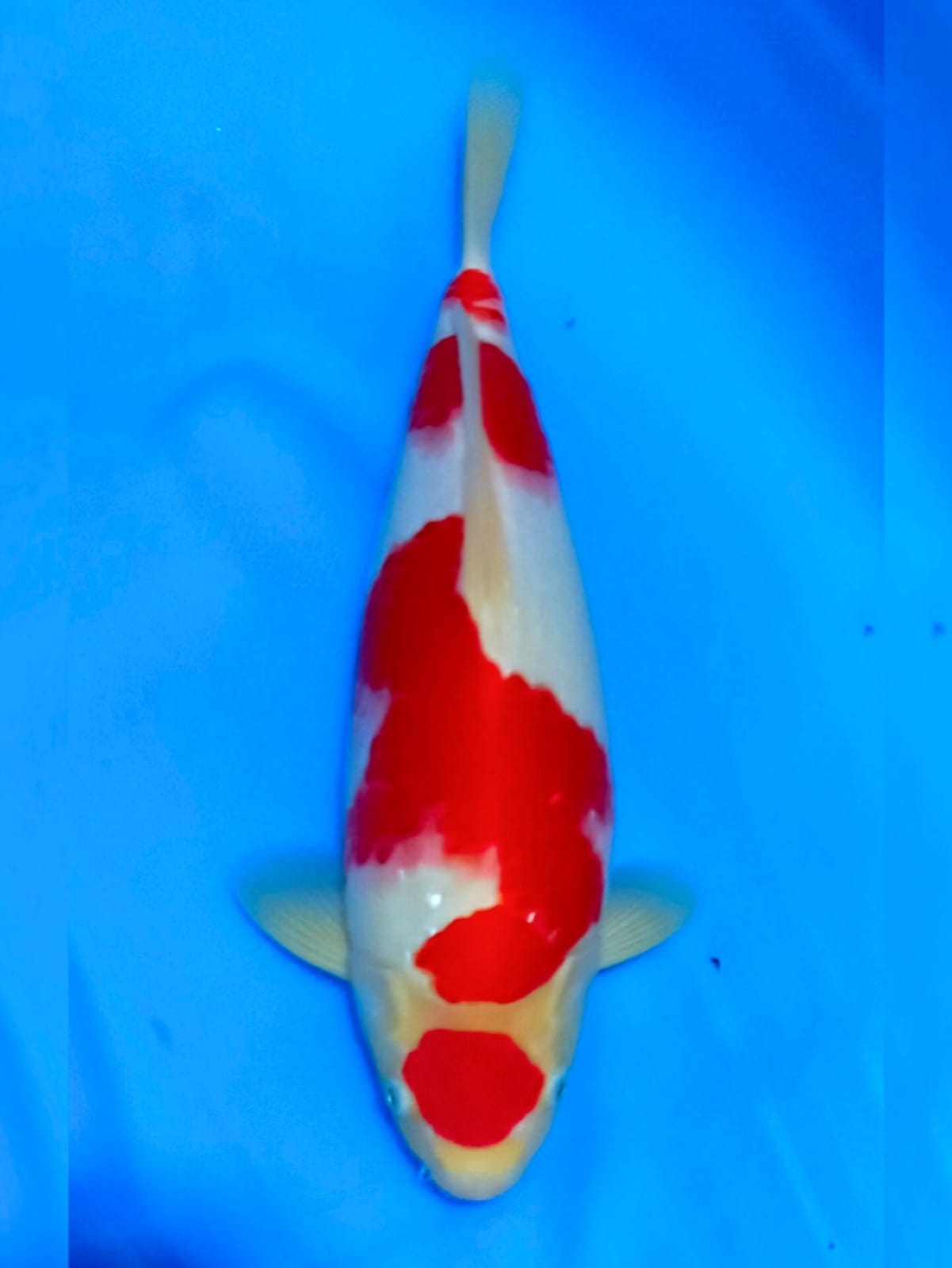 MARUTEN KOHAKU HQ 35cm