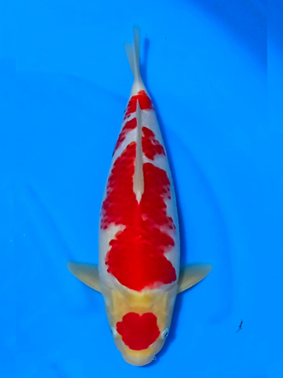 MARUTEN KOHAKU HQ 38cm