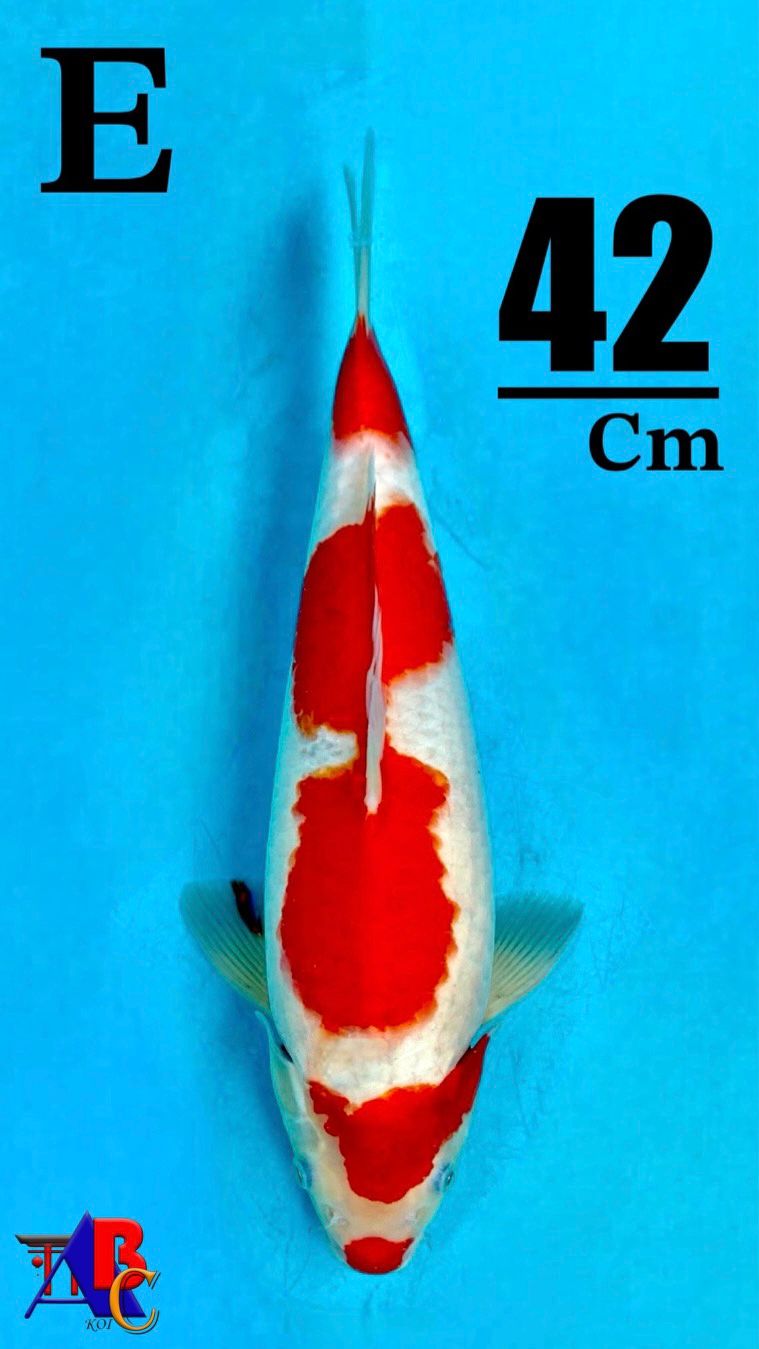 KOHAKU KUCIBENI 4STEP 42cm