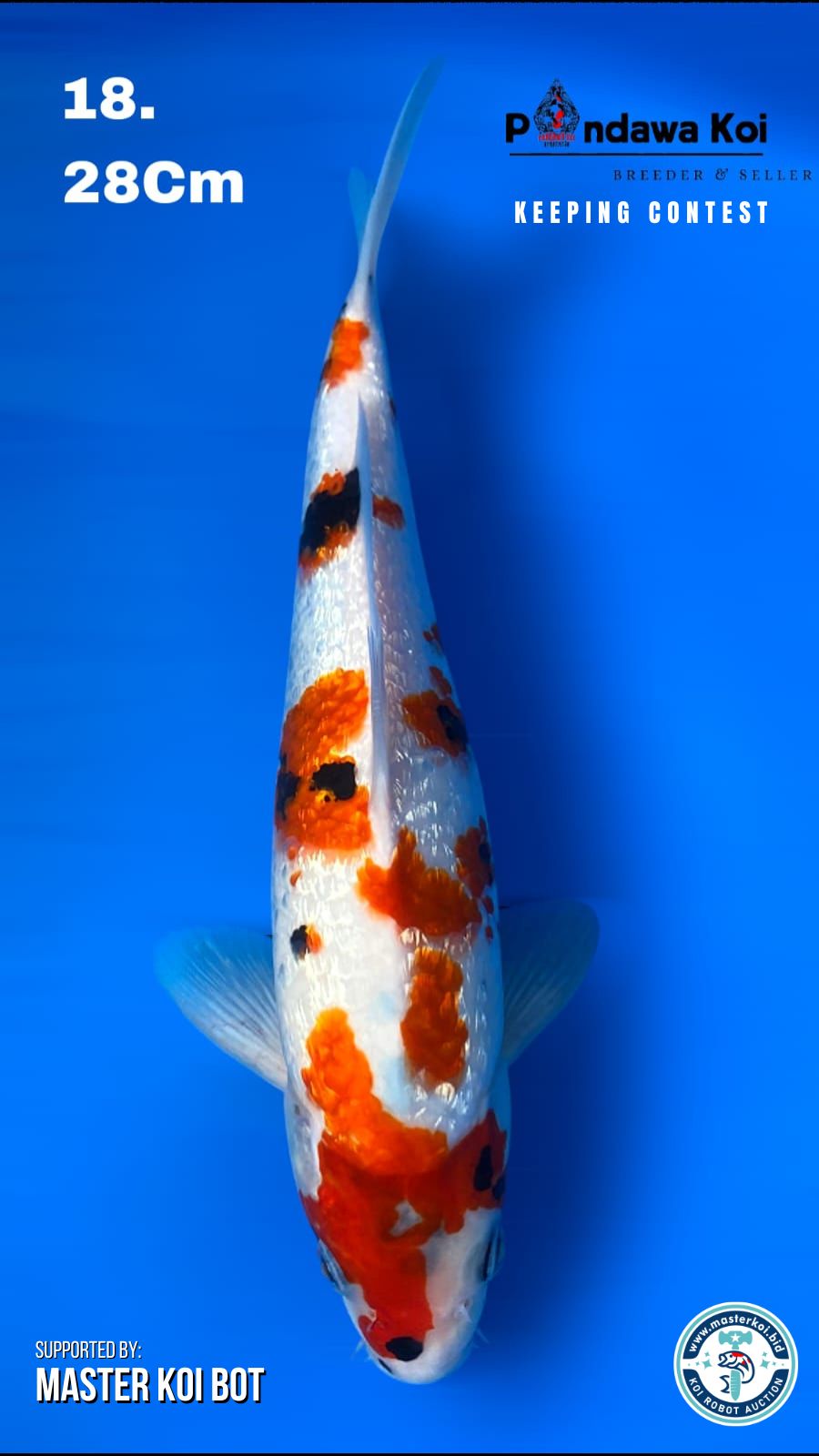 SHOWA GINRIN 28cm