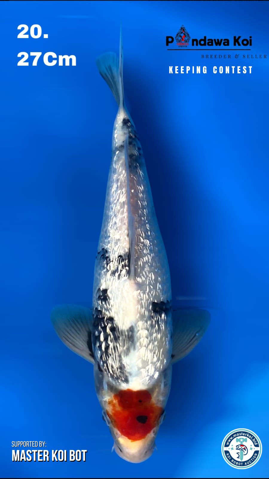 TANCHO SHOWA GINRIN 27cm
