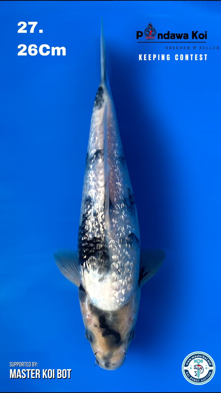 SHIRO GINRIN 26cm