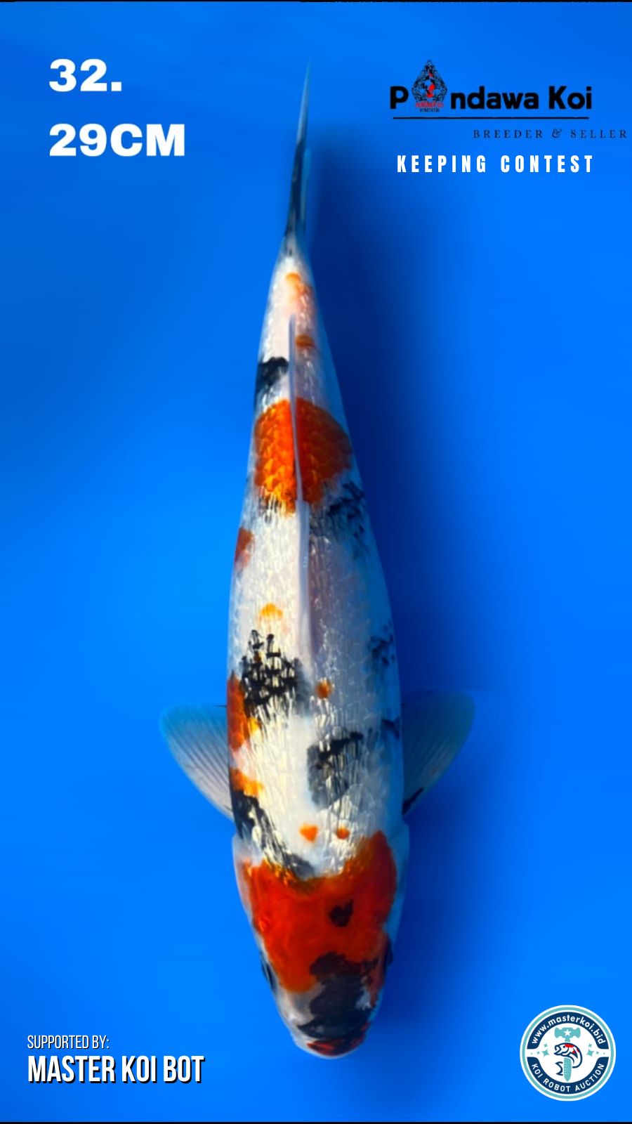 SHOWA GINRIN 29cm