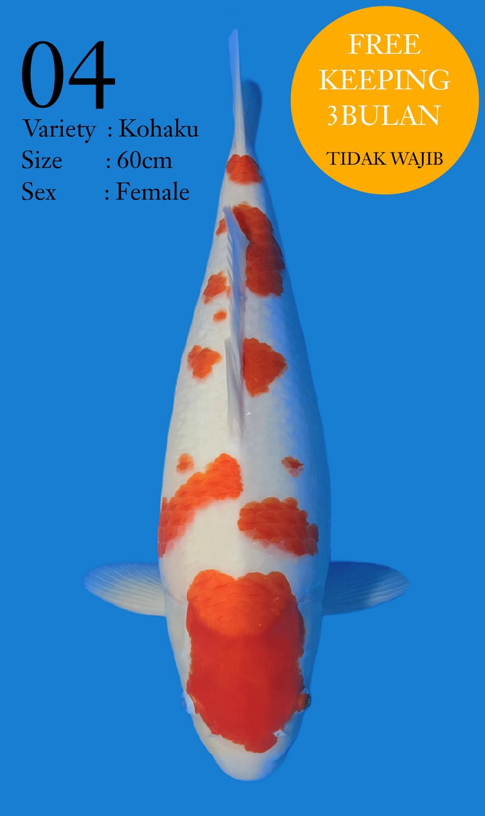 KOHAKU 60cm