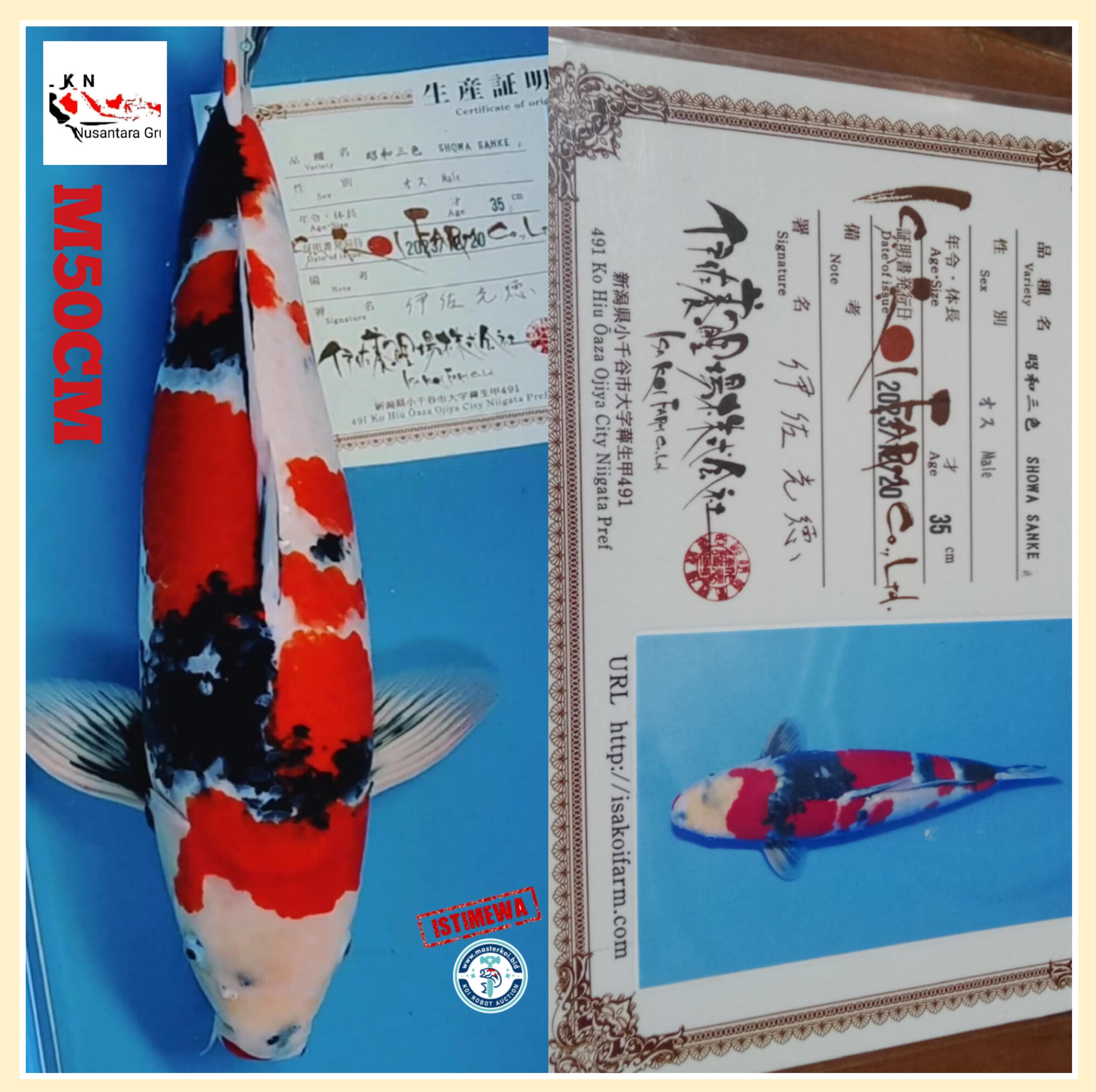 SUPER SHOWA ISA KOI FARM JAPAN JUMBO MALE ISTIMEWA IKAN KELAS SULTAN LOKASI IKAN DI MADIUN 50cm