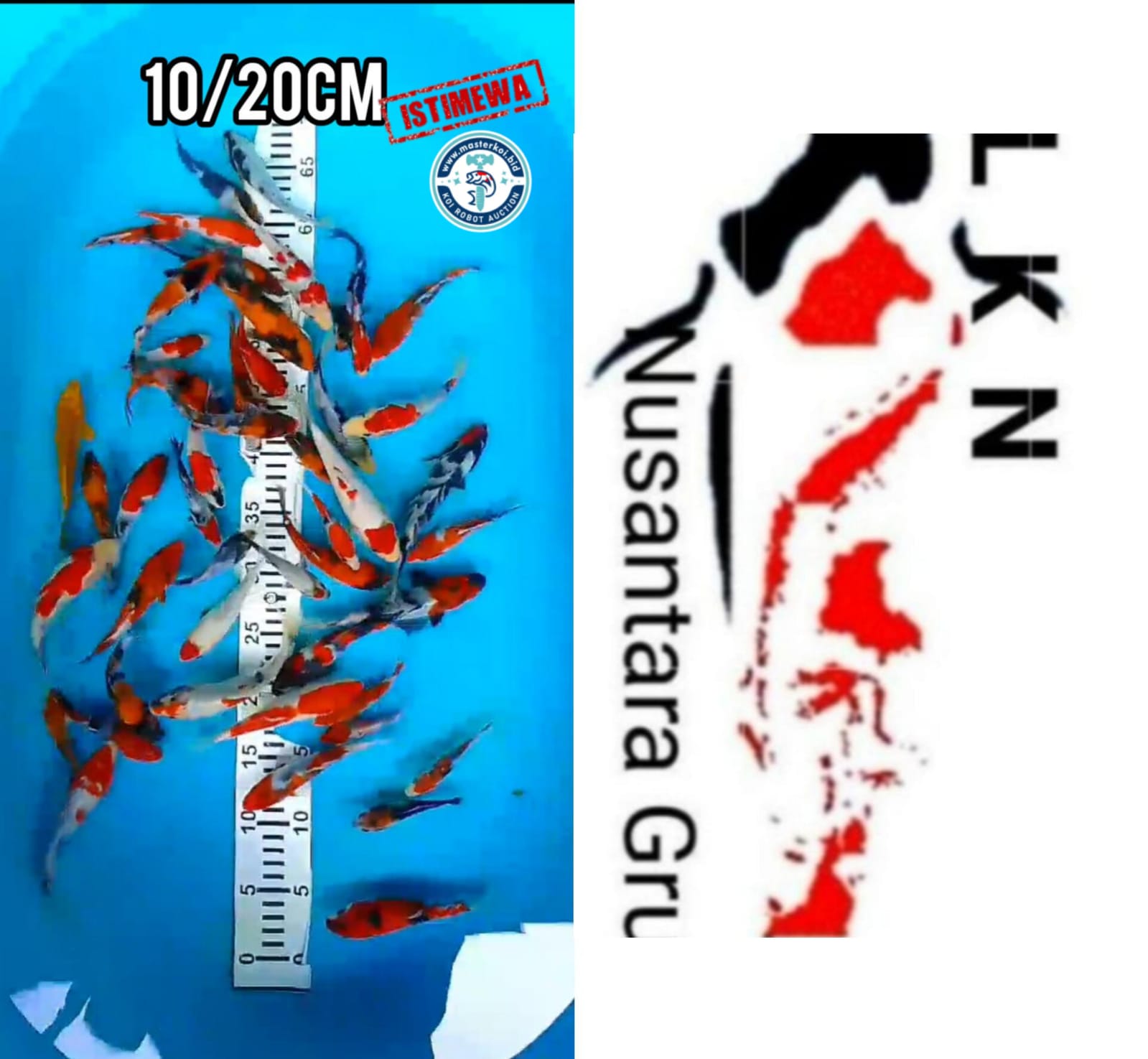 SUPER PAKET 30 EKOR MINION SHOWA SHIRO CALON LAYAK DI BESARKAN LOKASI IKAN DI BOJONEGORO 1020cm