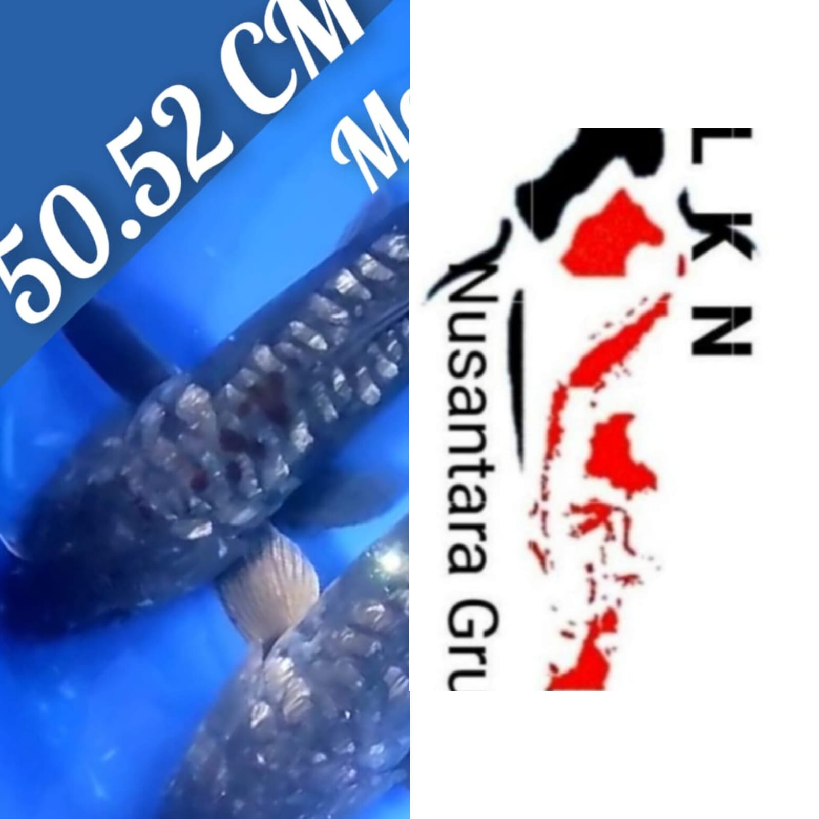 PKT 2 EKOR ARAGOKE ALL MALE JUMNO JOS LOKASI IKAN DI BLITAR 5052cm
