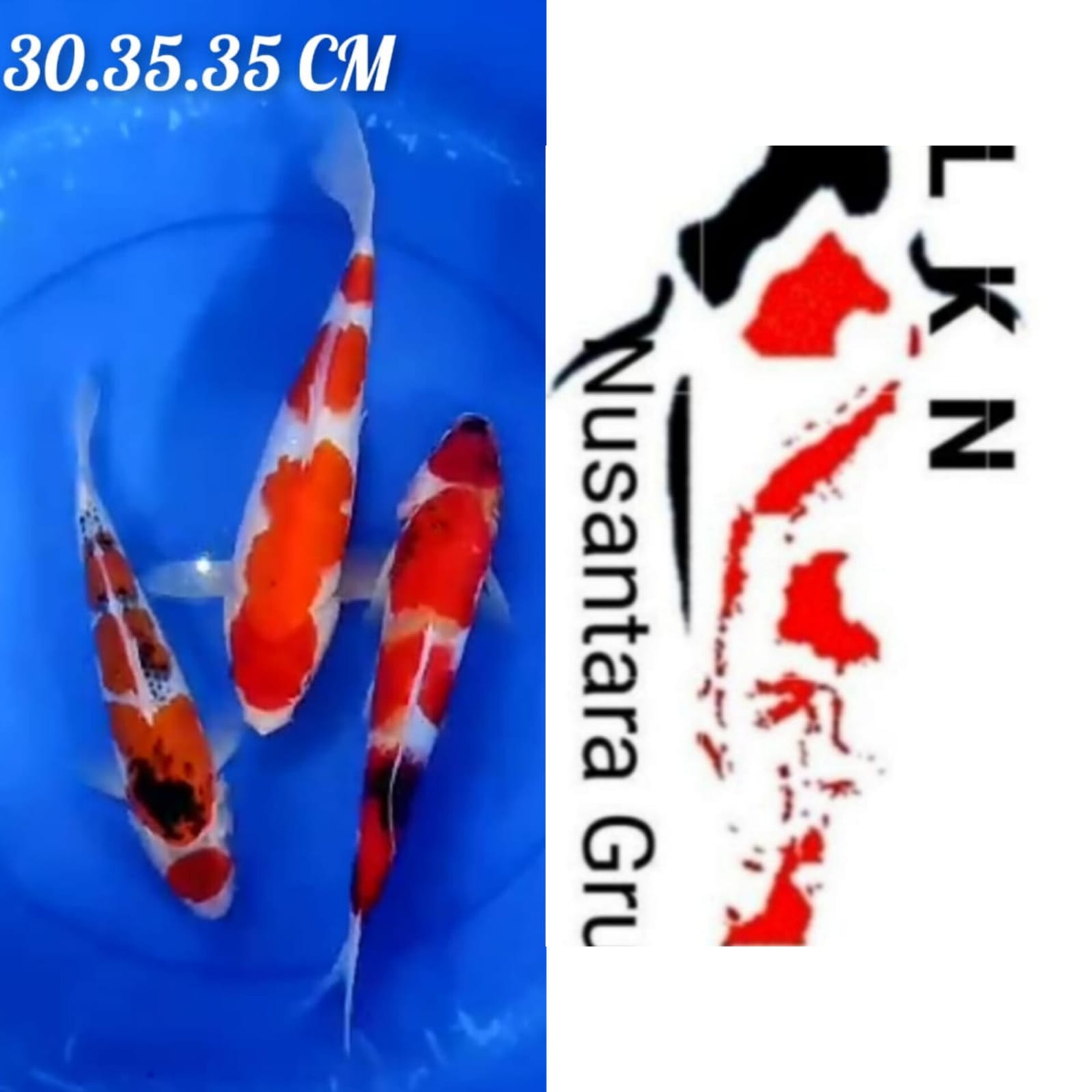 SUPER PKT 3 EKOR GHOSIKIKOHAKU SHOWA LOKASI IKAN DI BLITAR 303535cm