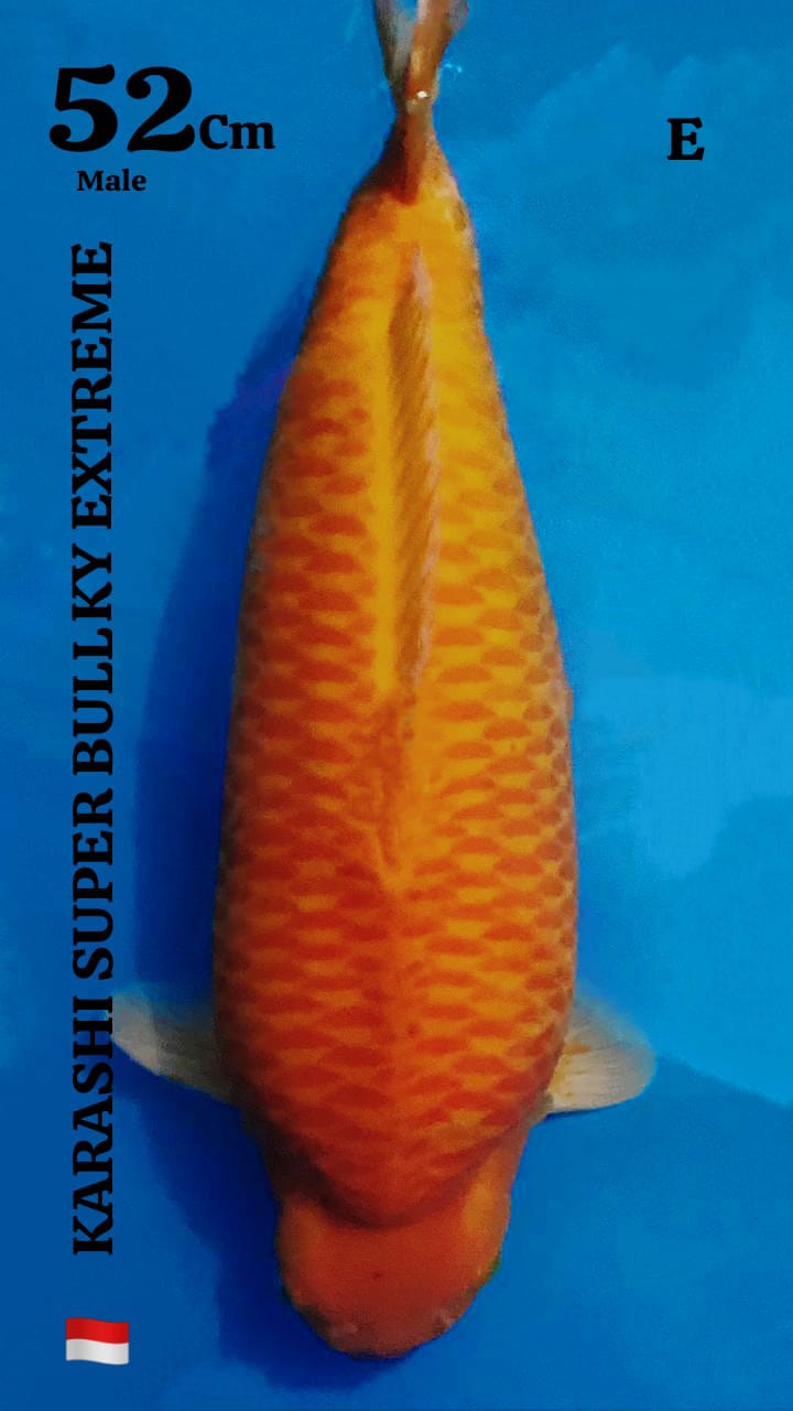KARASHI 52cm