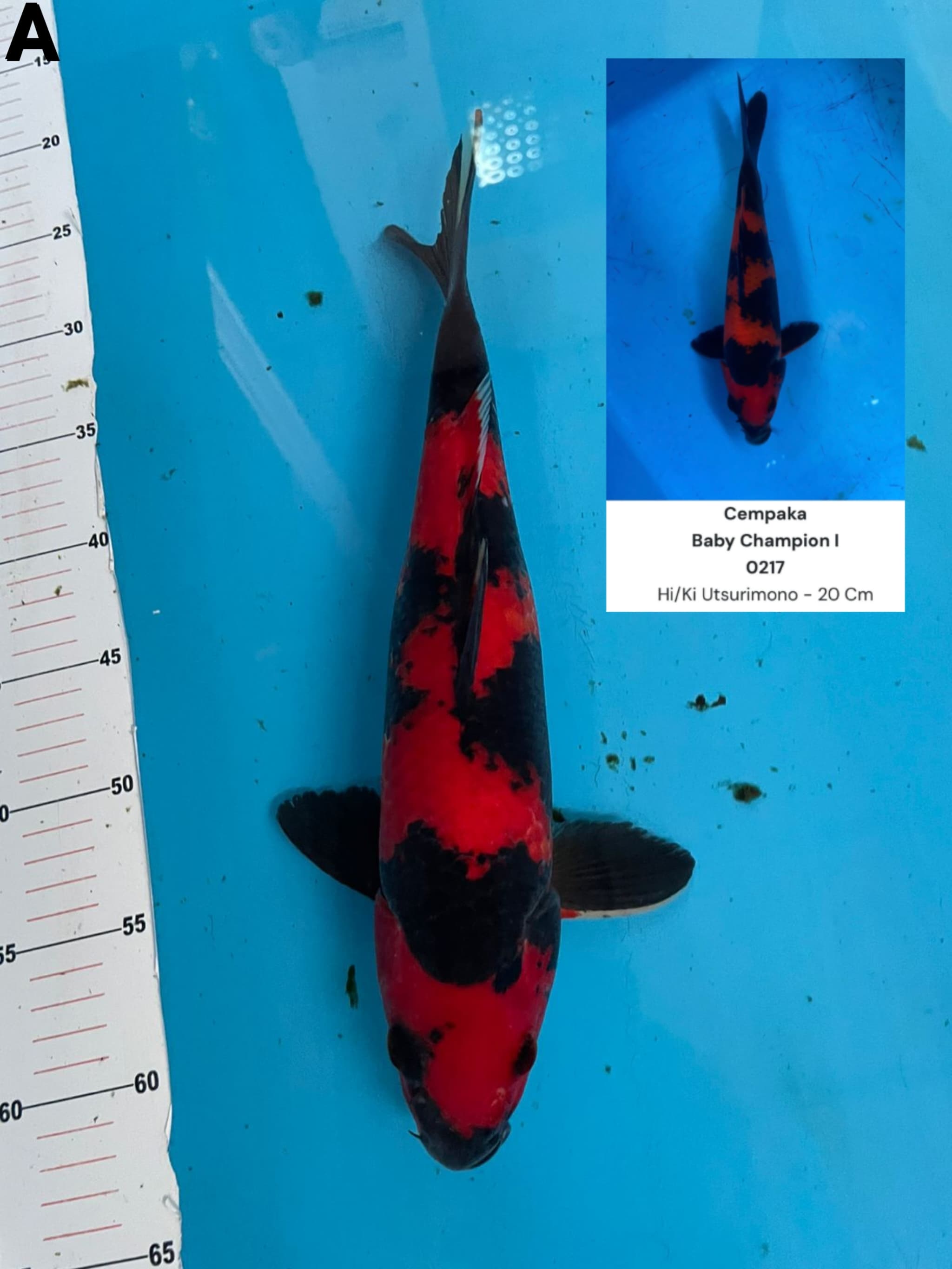 HIUTSURI SUPER SHOW QUALITY READY SHOW MERAH STRONG DAN HALUS HITAM PEKAT ANTI NGEDROP BISA LANJUT TITIP KEEPING 33cm