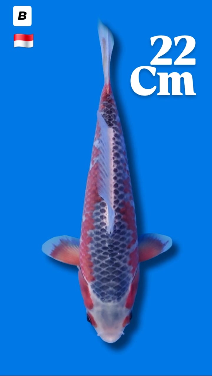 ASAGI 22cm