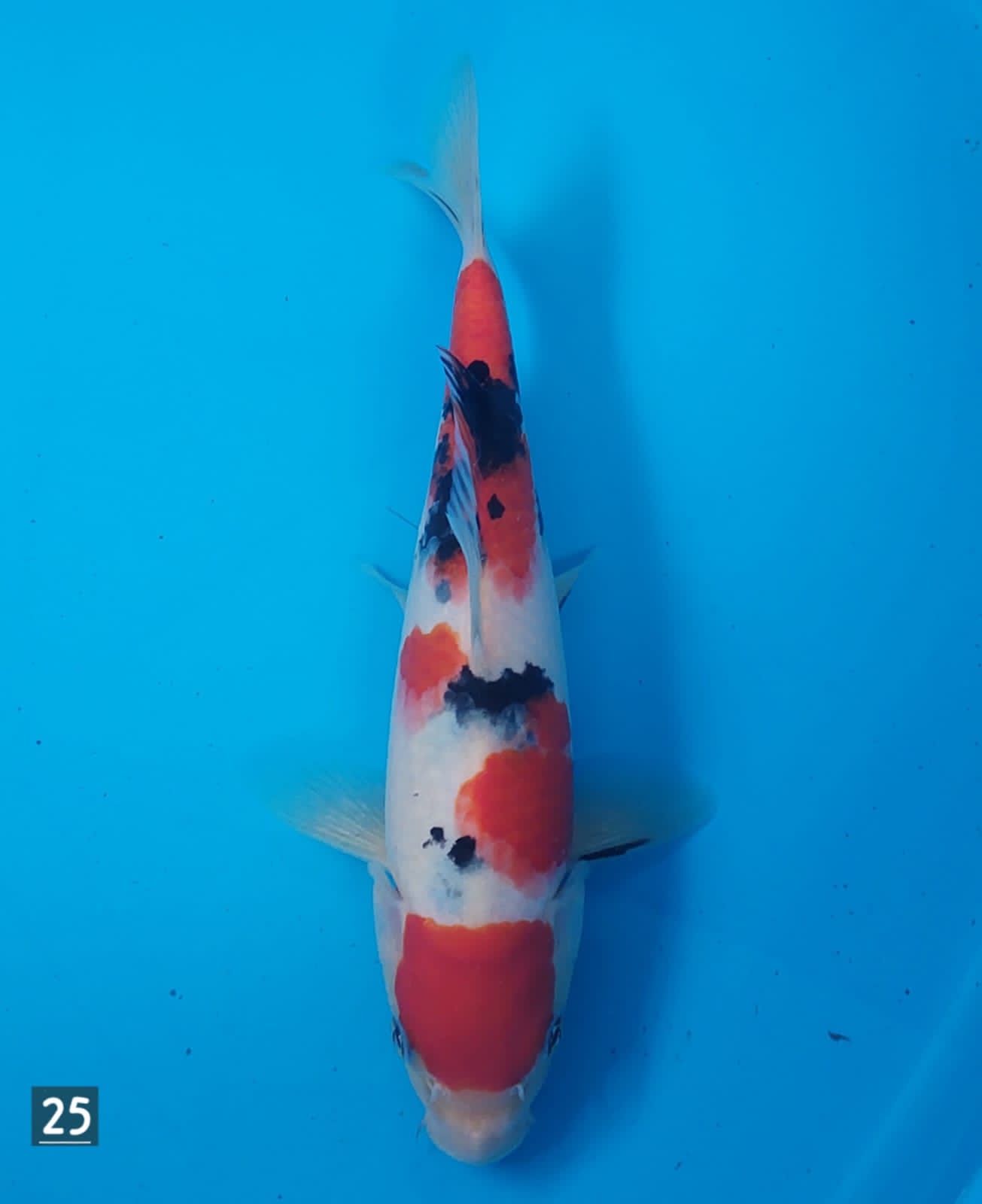 SANKE 25cm