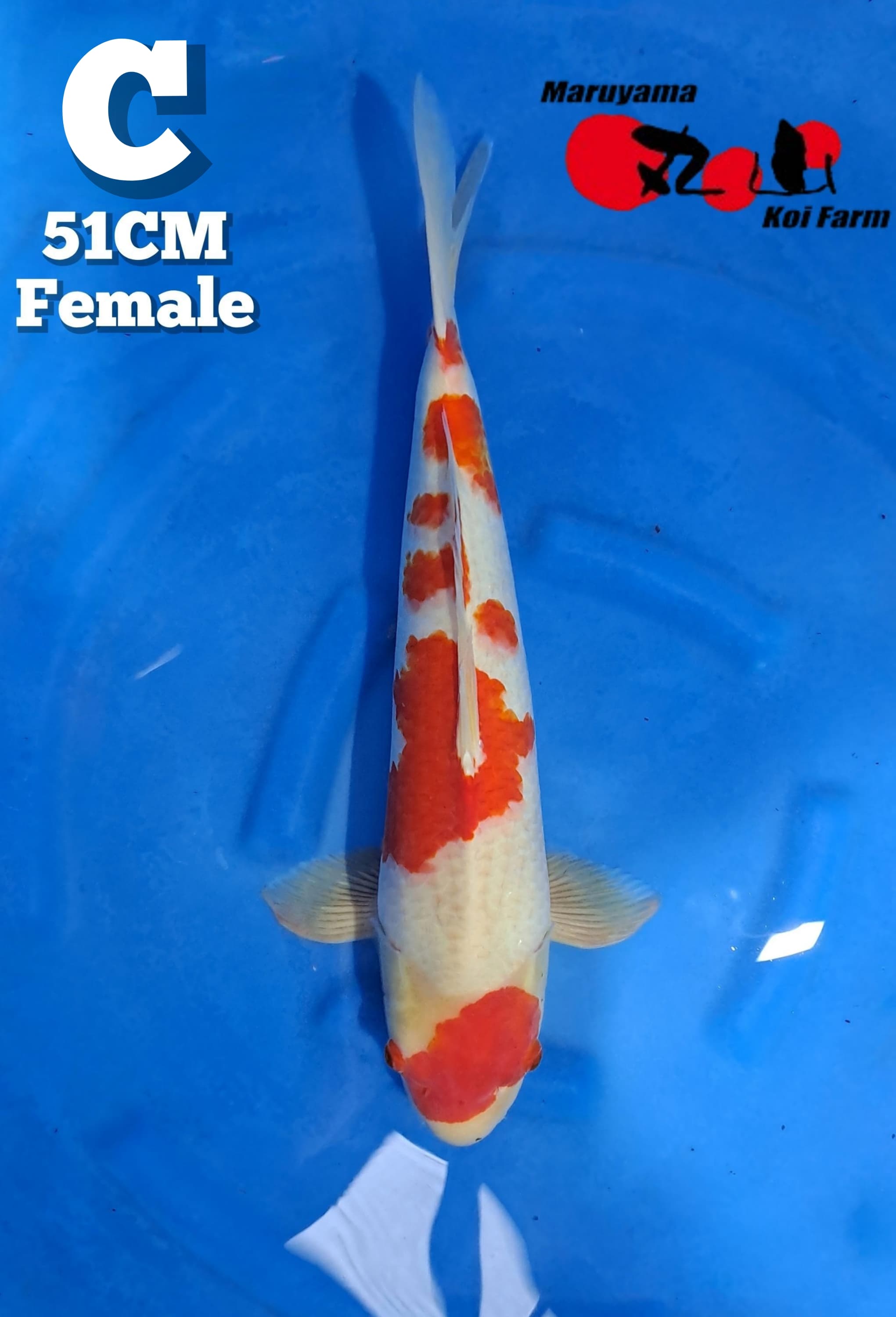 KOHAKU MARUYAMA 51cm