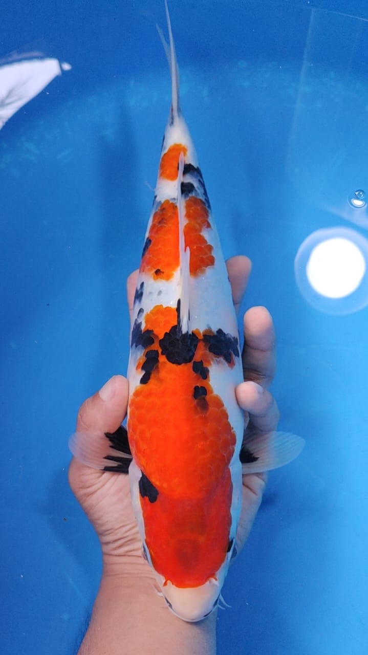 SHOWA TATEGOI CLASS HQ 35cm