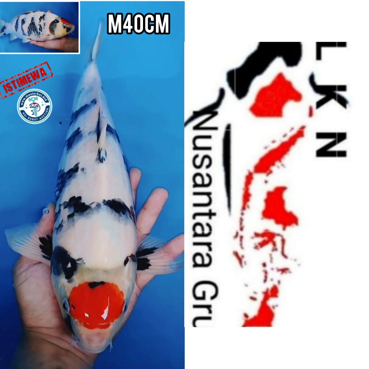 SUPER THANCO SHOWA POLA ANTIK SHOW QUALITY IKAN IDAMANNYA PARA SULTAN ISTIMEWA LOKASI IKAN DI MADIUN 40cm
