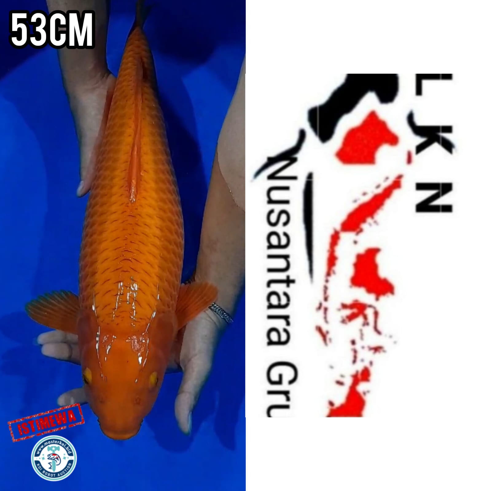 SUPER IKAN KELAS SULTAN RED CARAMEL JUMBO ISTIMEWA LOKASI IKAN DI NGANJUK 53cm