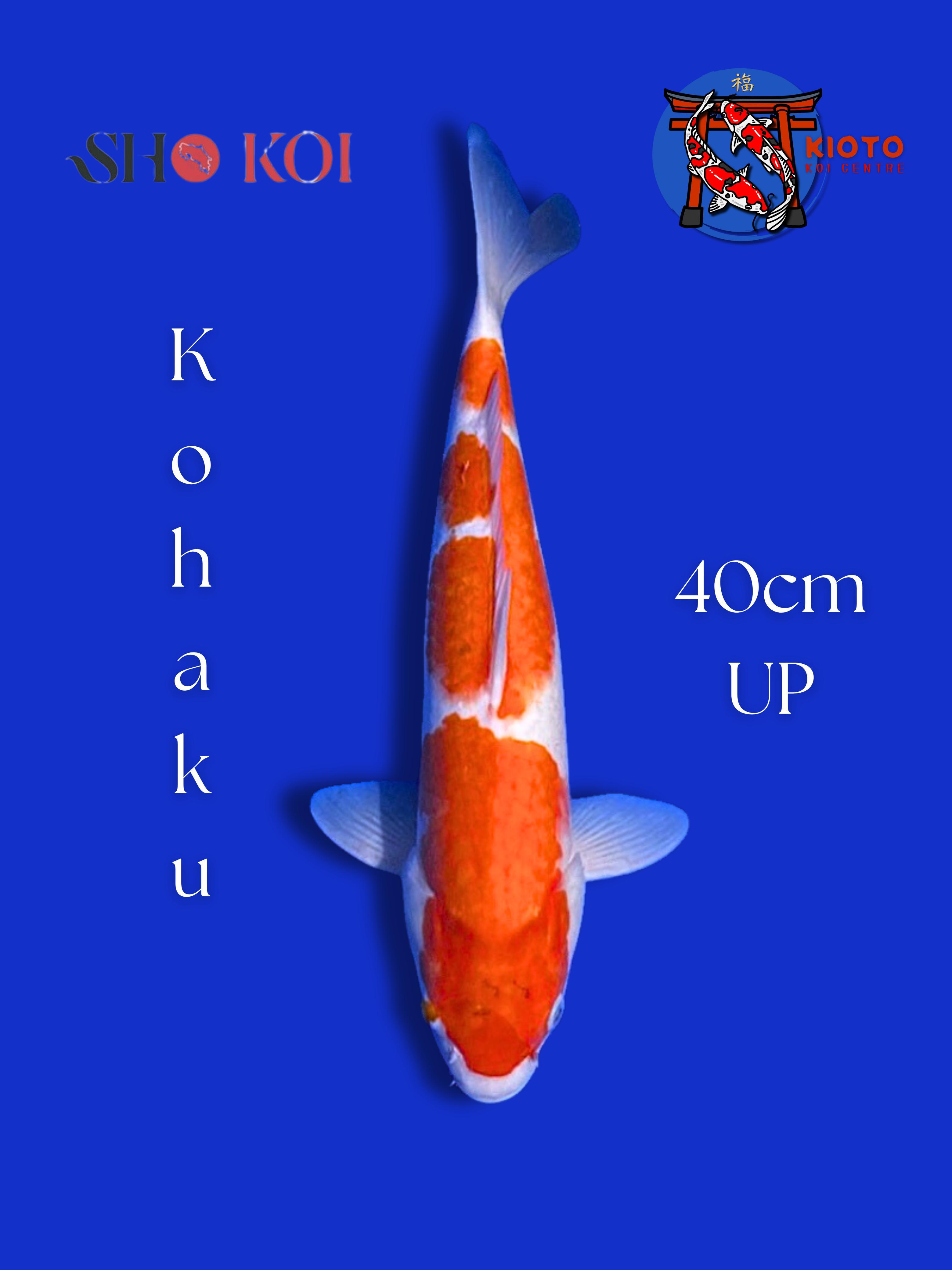 KOHAKU 40cm