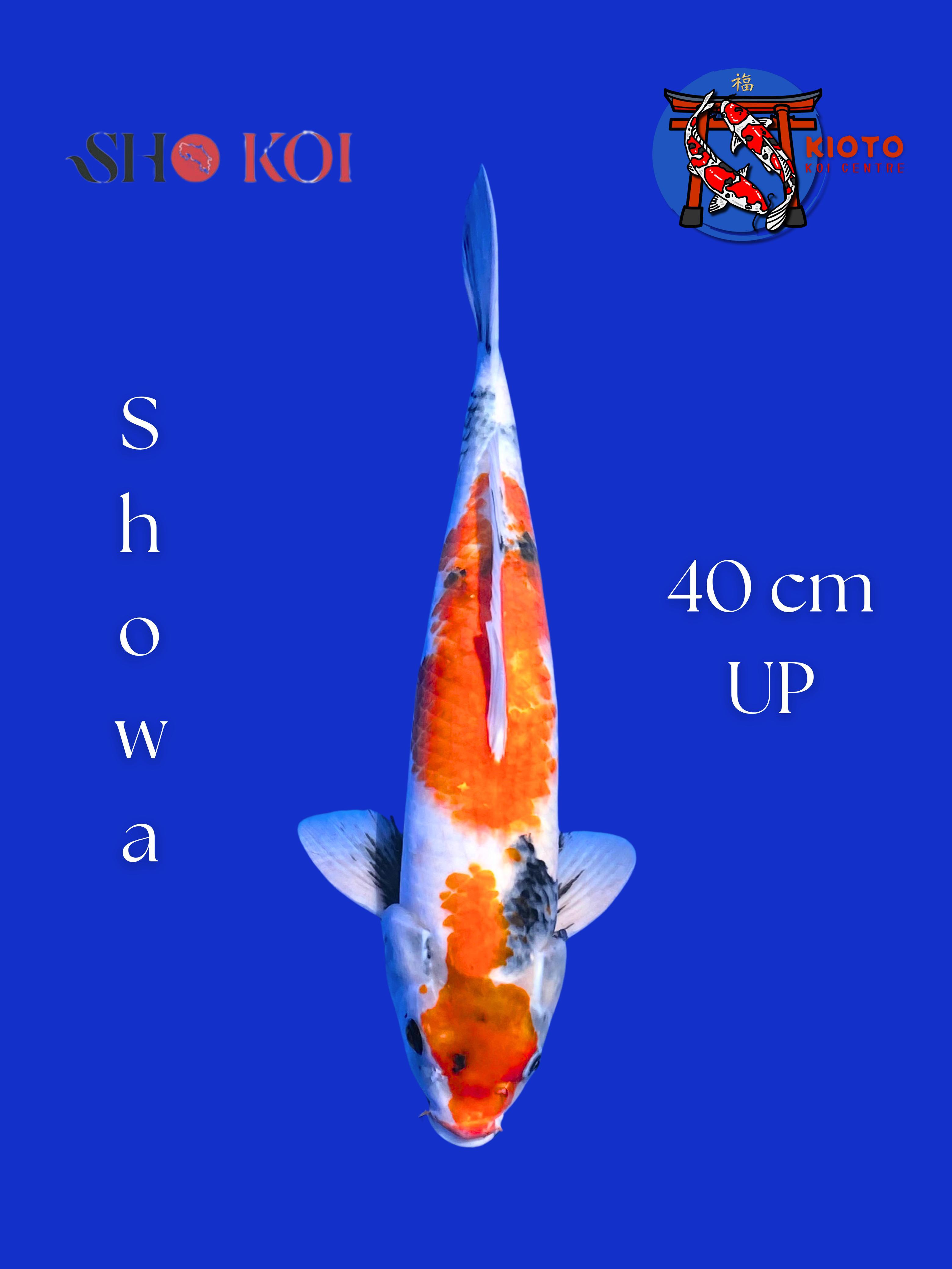 SHOWA 40cm