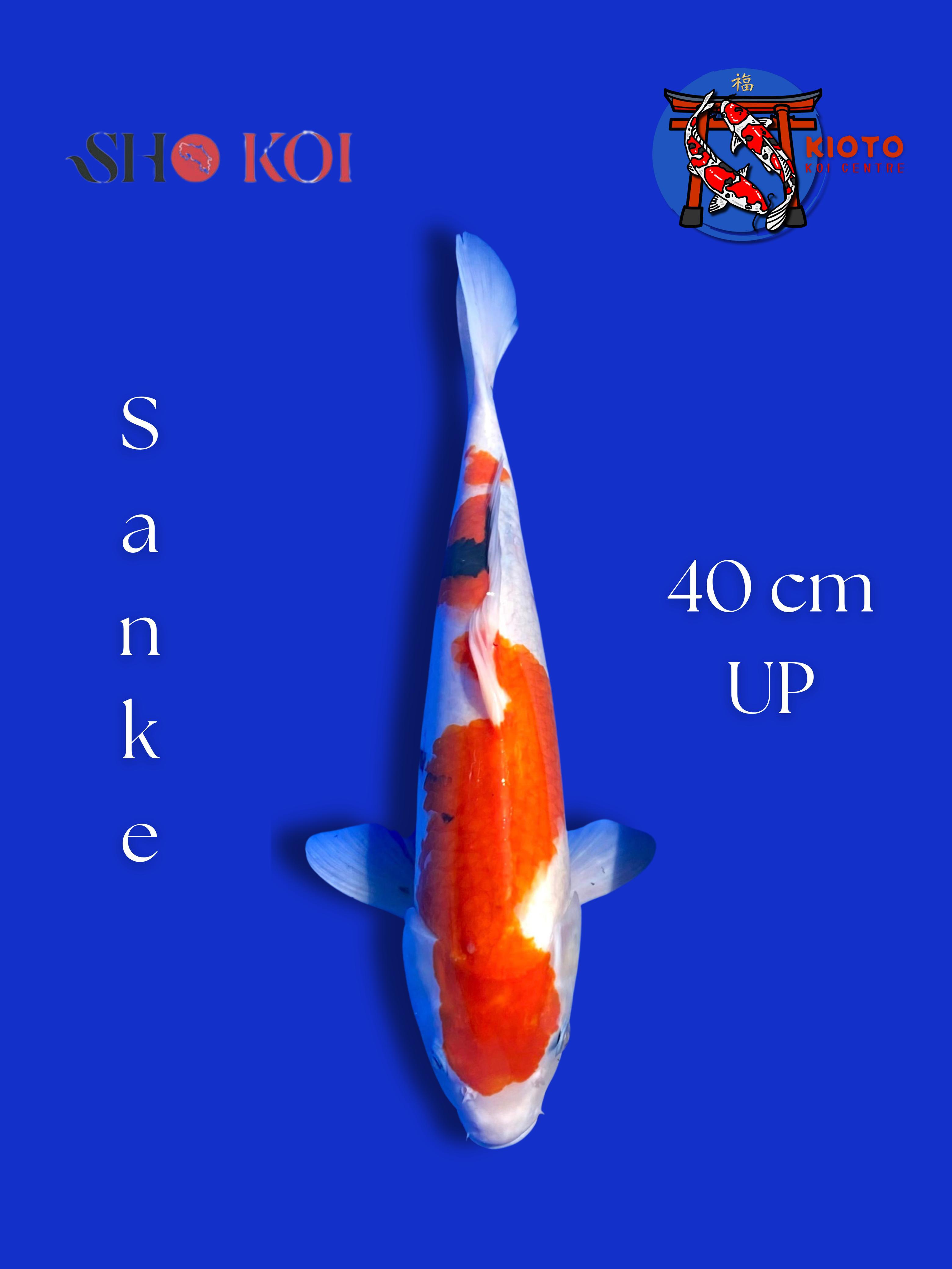 SANKE 40cm