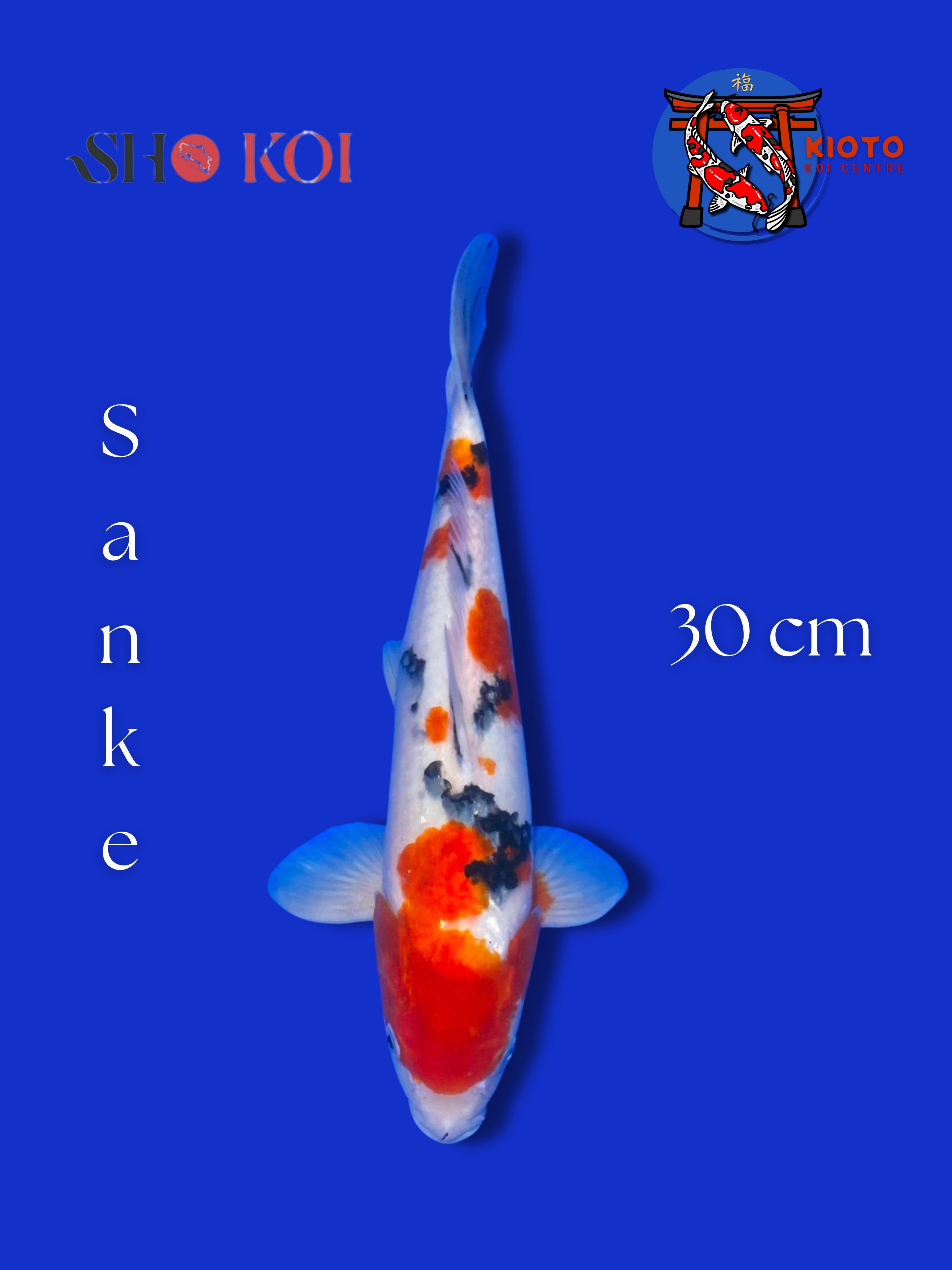 SANKE CALON JUMBO 30cm