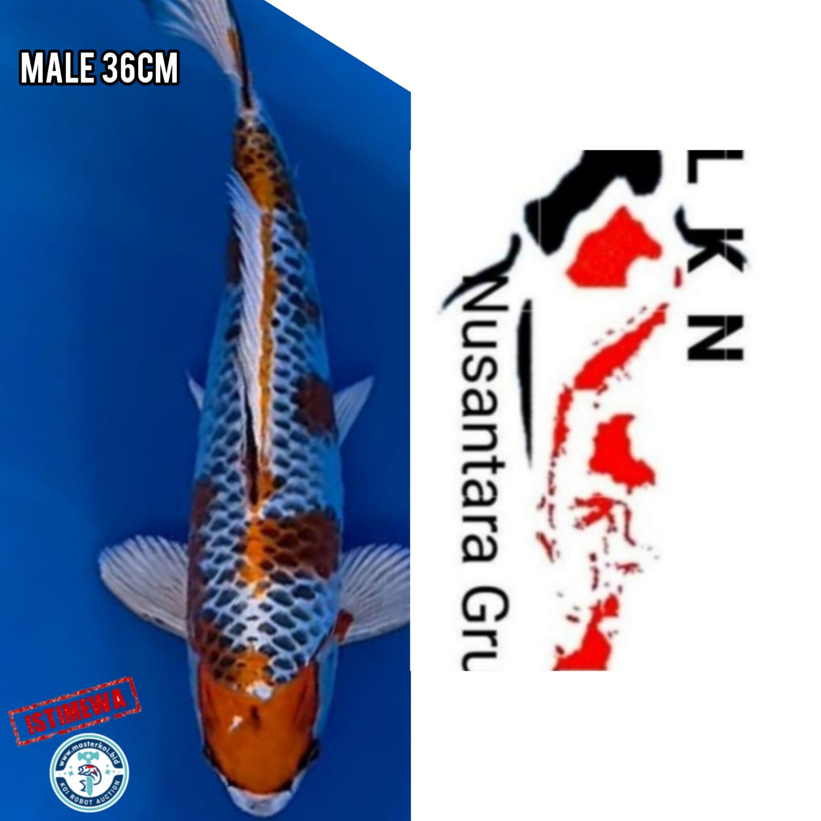 SUPER IKAN SULTAN KUJAKU ISTIMEWA LOKASI IKAN DI BLITAR 36cm