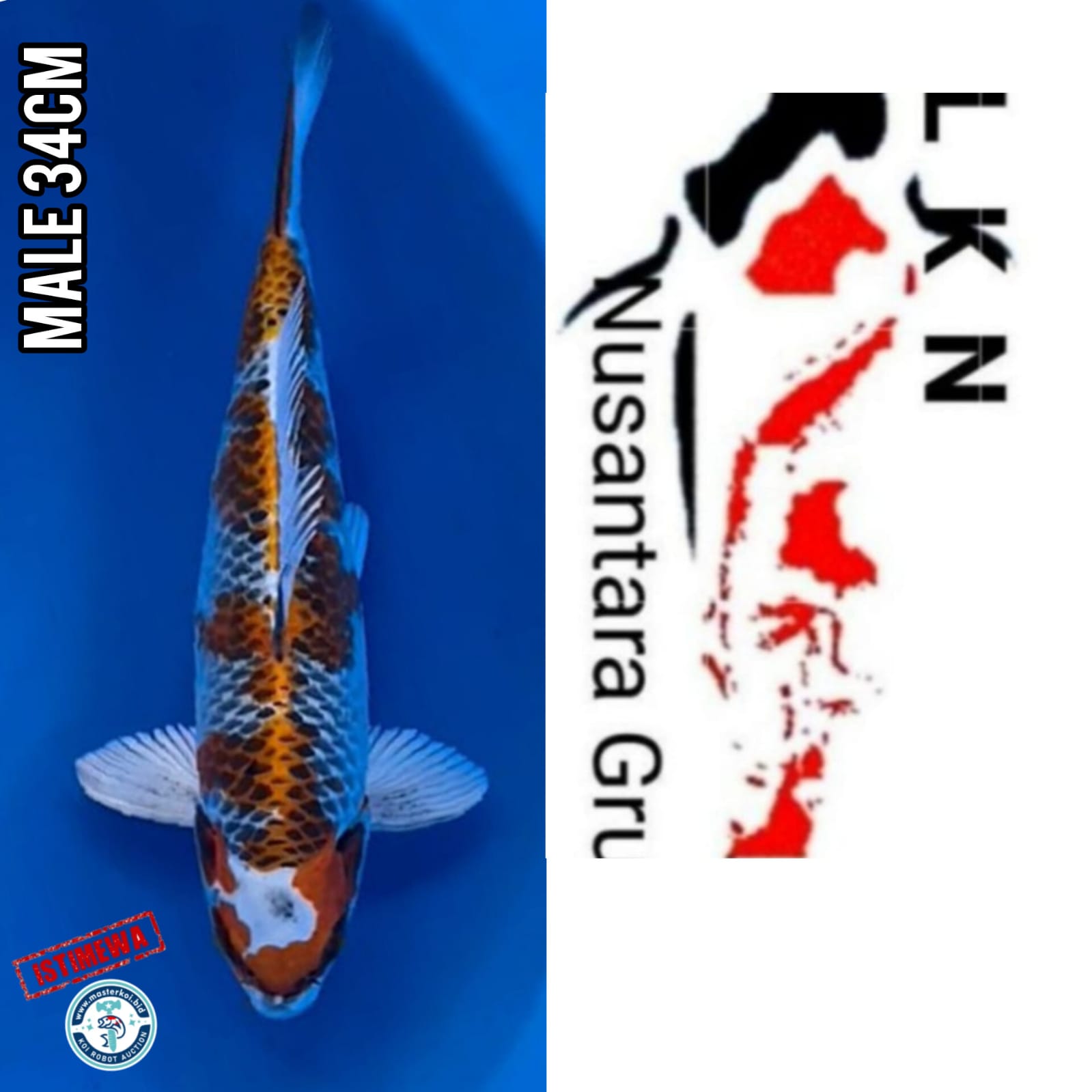 SUPER IKAN SULTAN KUJAKU ISTIMEWA LOKASI IKAN DI BLITAR 34cm