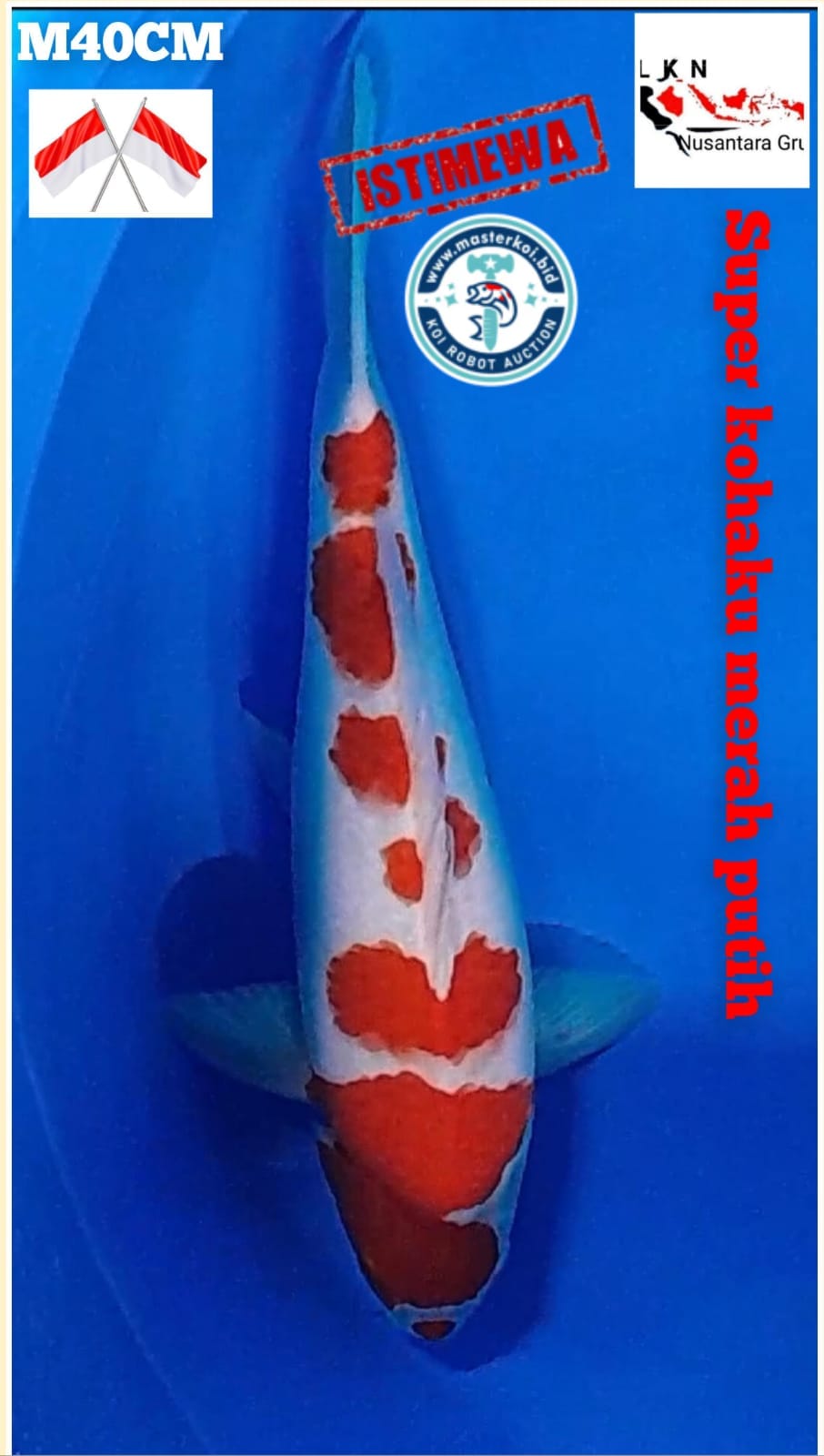 SUPER IKAN KELAS SULTAN KOHAKU STEP BY STEP MERAH DARAH ORIGINAL PATREN BODY JOS MALE LOKASI IKAN DI NGANJUK 40cm