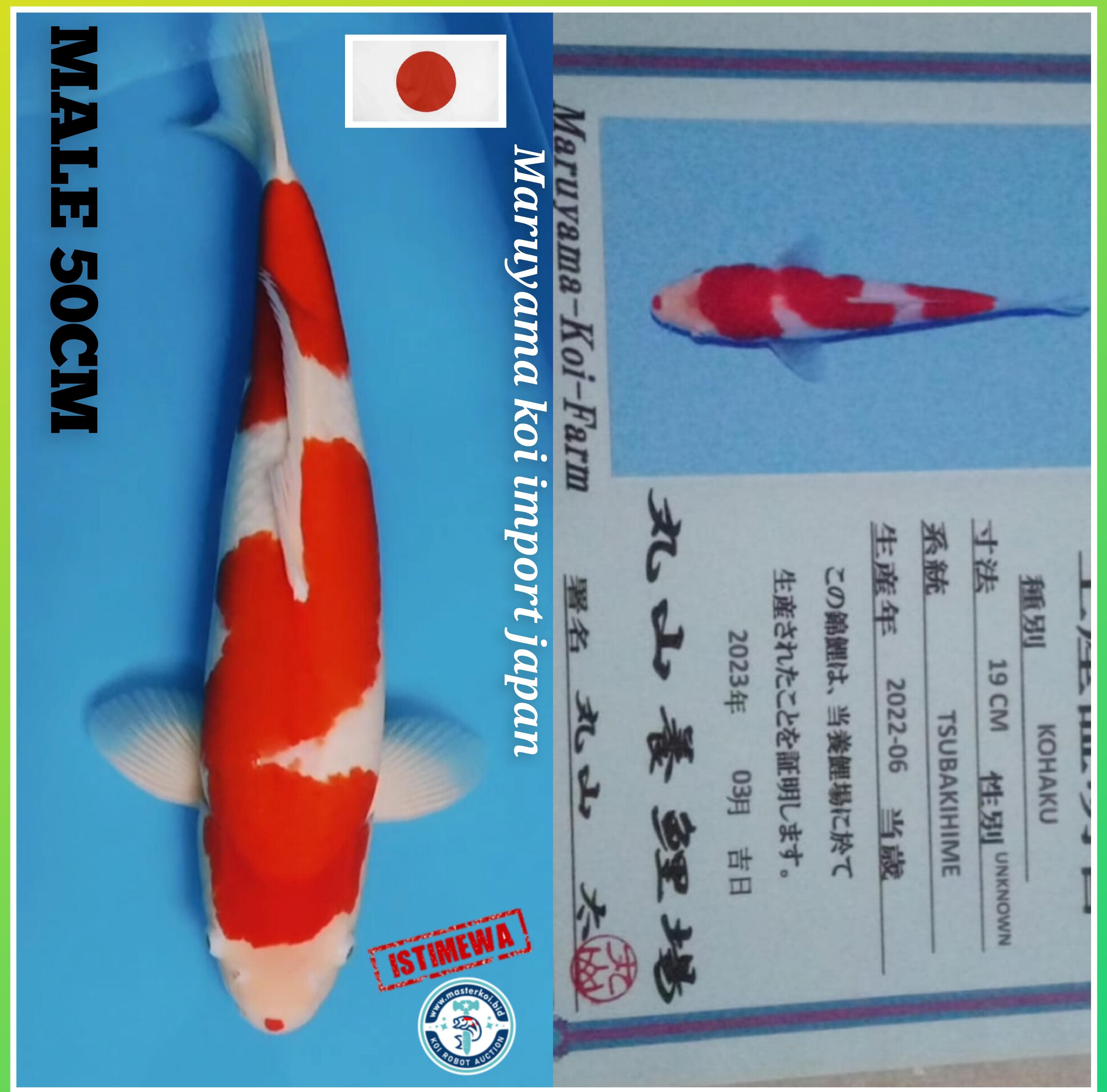 IKAN IDAMAN PARA SULTAN IMPORT CERTIFIKAT MARUYAMA KOI JAPAN MALE JUMBO ISTIMEWA LOKASI IKAN DI MADIUN 50cm
