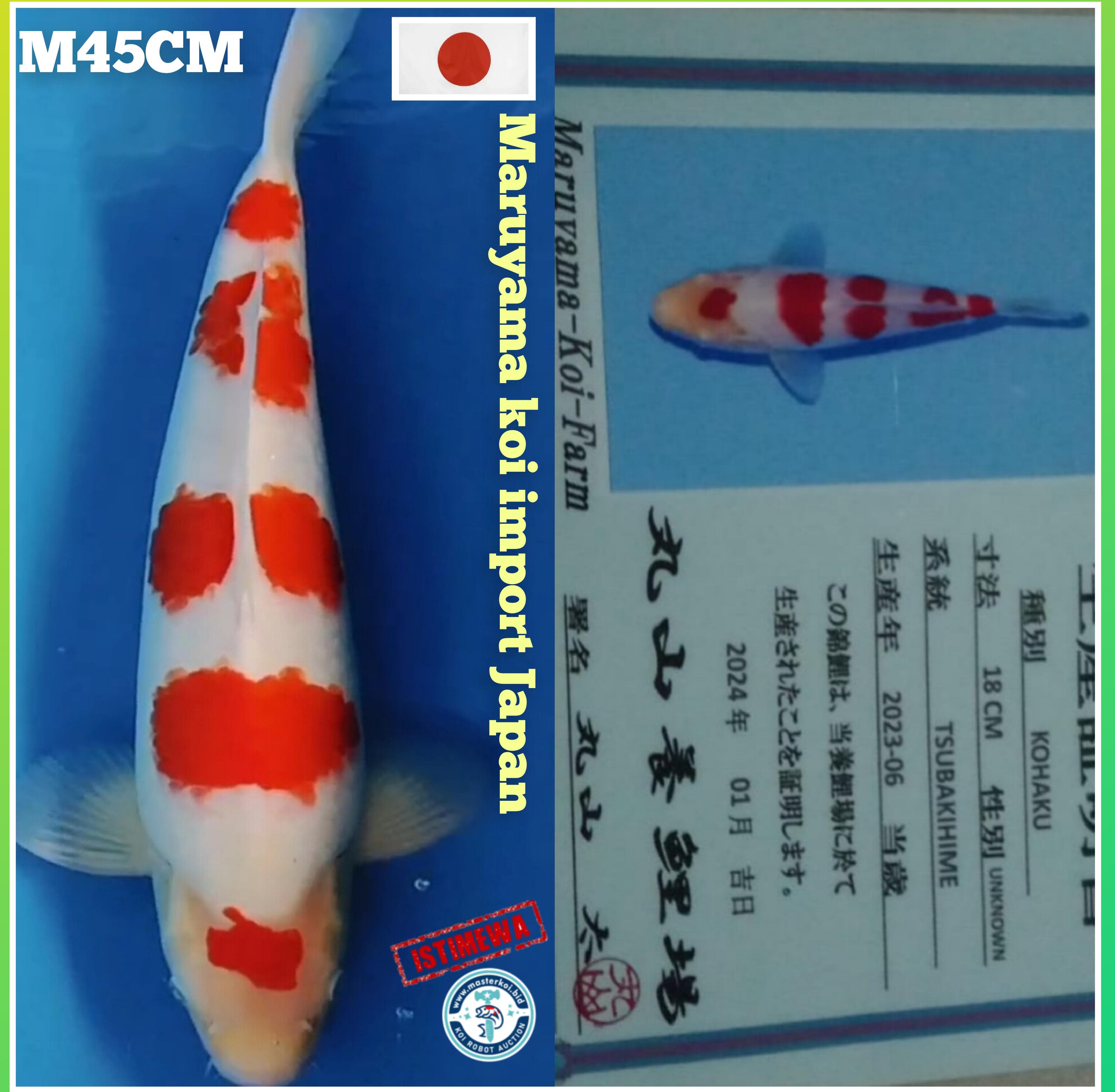 IKAN IDAMAN PARA SULTAN IMPORT CERTIFIKAT MARUYAMA KOI JAPAN MALE JUMBO ISTIMEWA LOKASI IKAN DI MADIUN 45cm