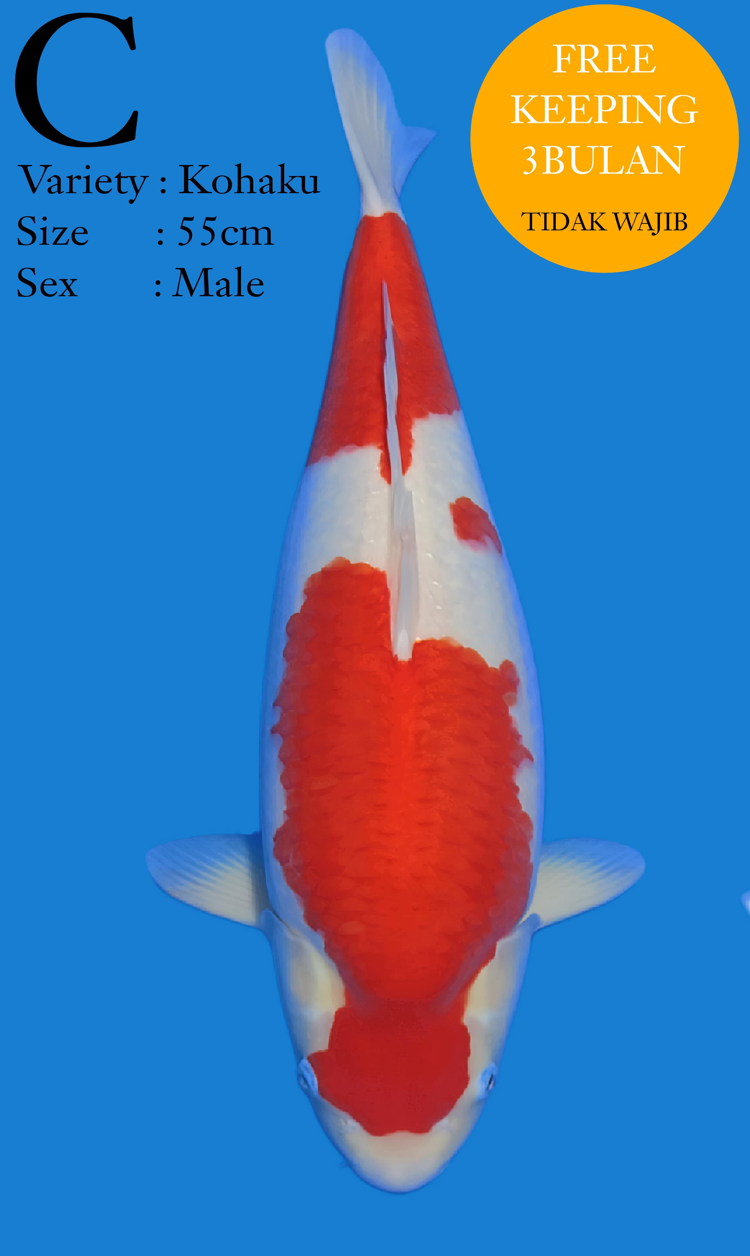 KOHAKU 55cm