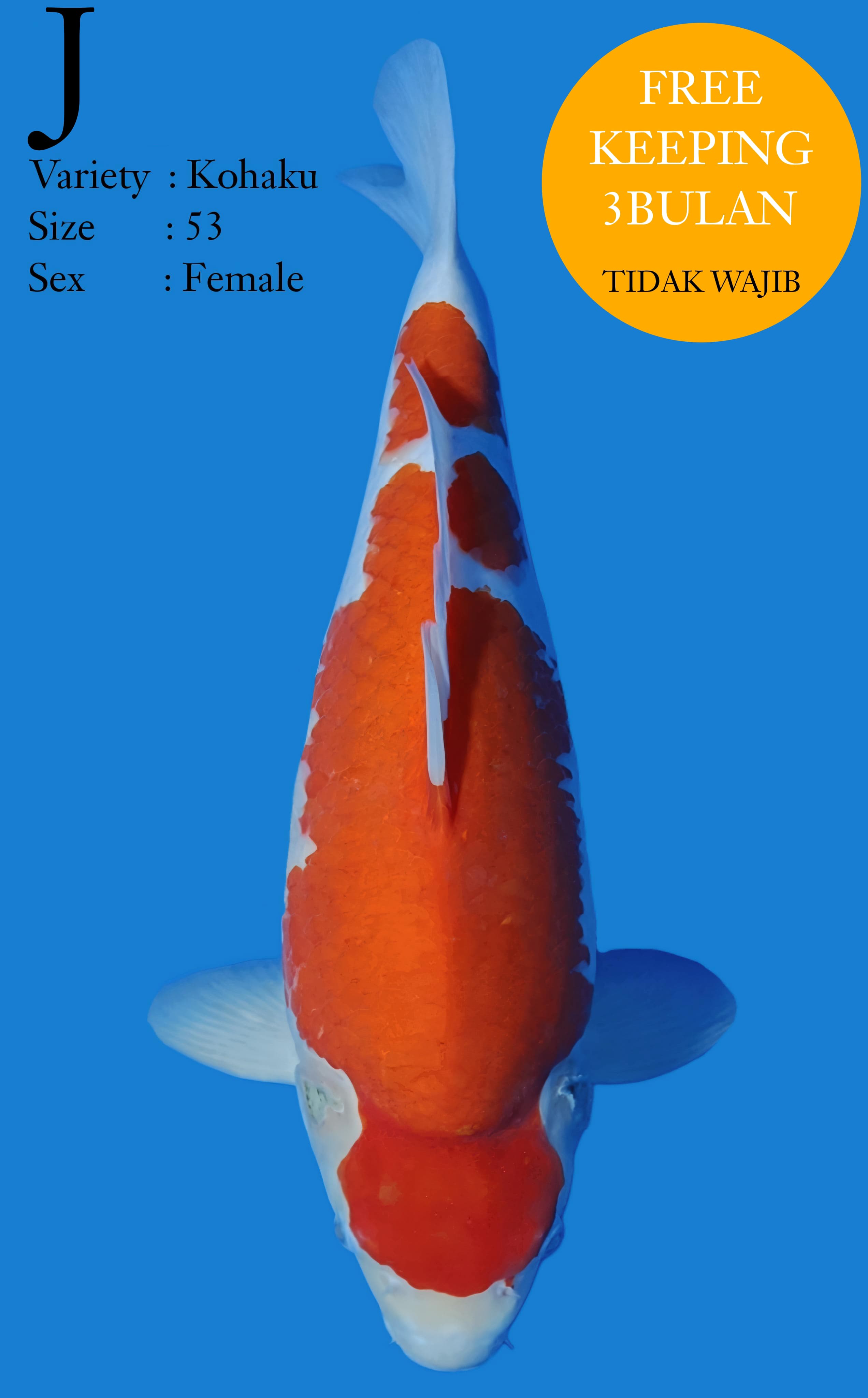 KOHAKU 53cm