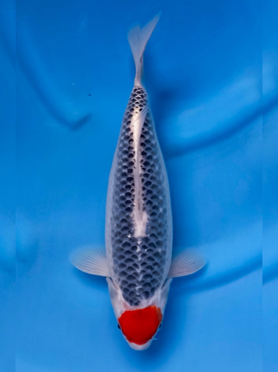 TANCHO GOSHIKI 35cm