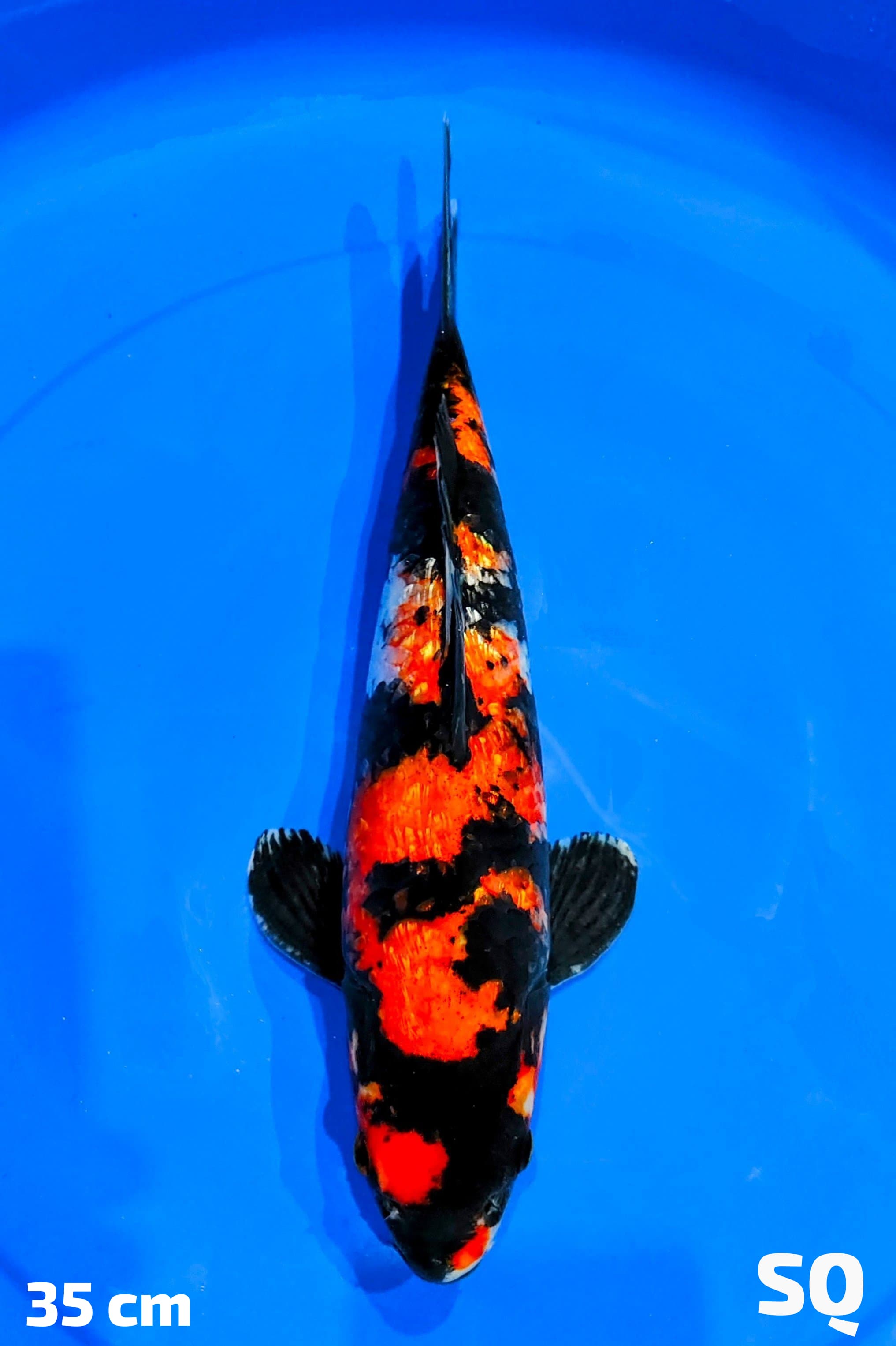 SHOWA GINRIN ORI SQ 35cm