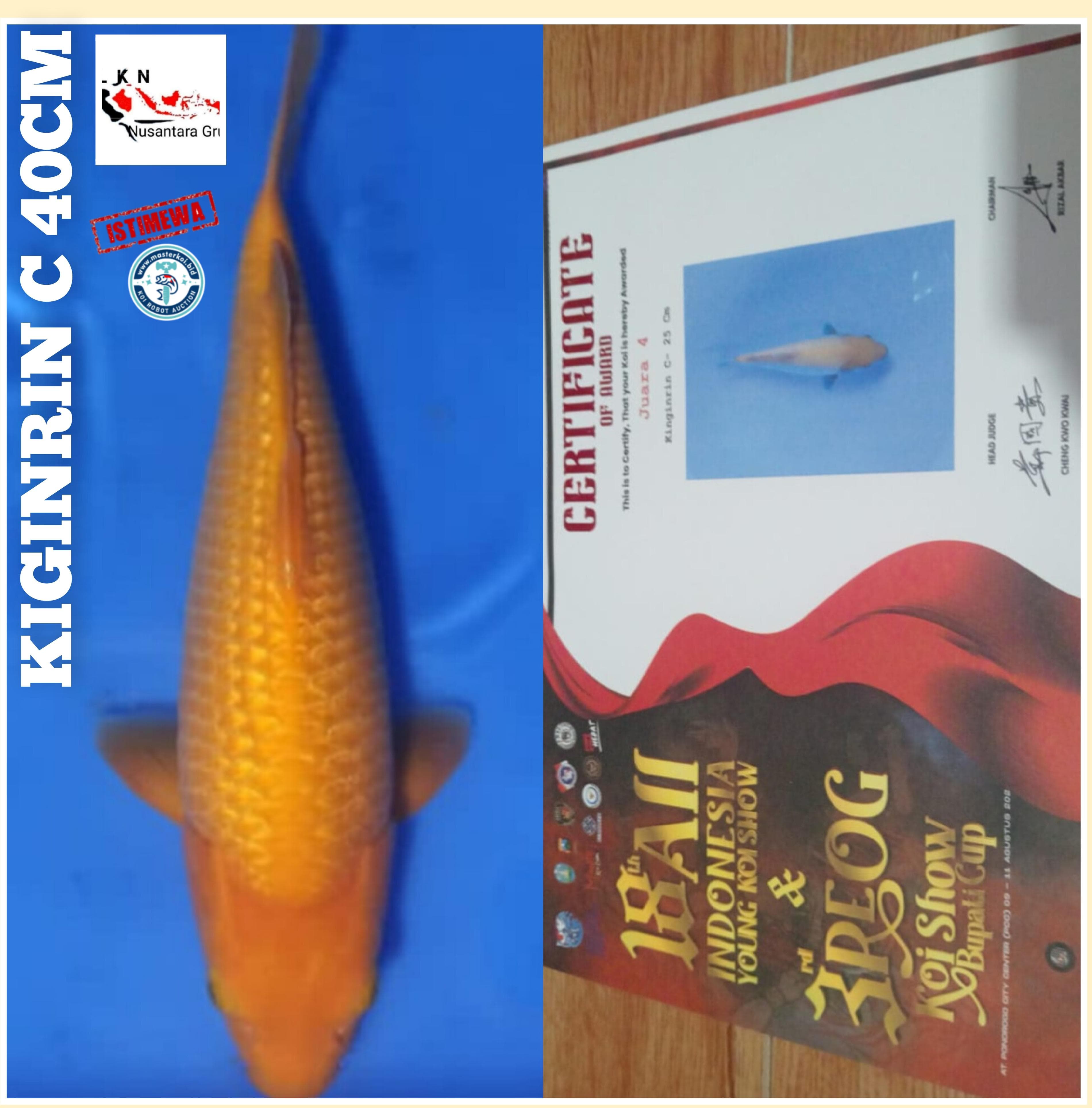 SUPER IKAN KELAS KONTES KIGINRIN C JUARA CERTIFIKAT ISTIMEWA LOKASI IKAN DI MADIUN 39cm