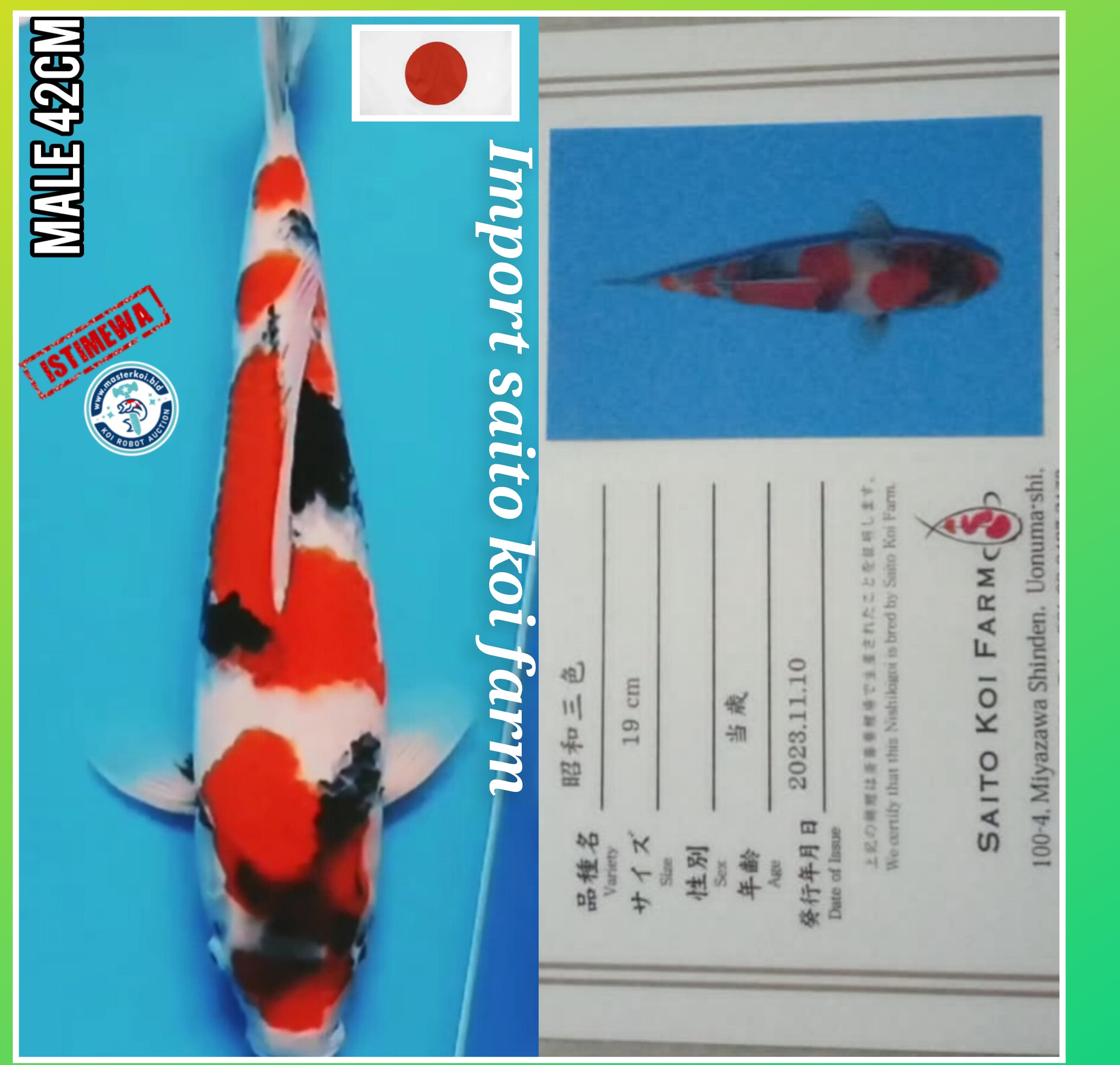IKAN IDAMAN PARA SULTAN IMPORT CERTIFIKAT SAITO KOI JAPAN SHOWA MALE JUMBO ISTIMEWA LOKASI IKAN DI MADIUN 42cm