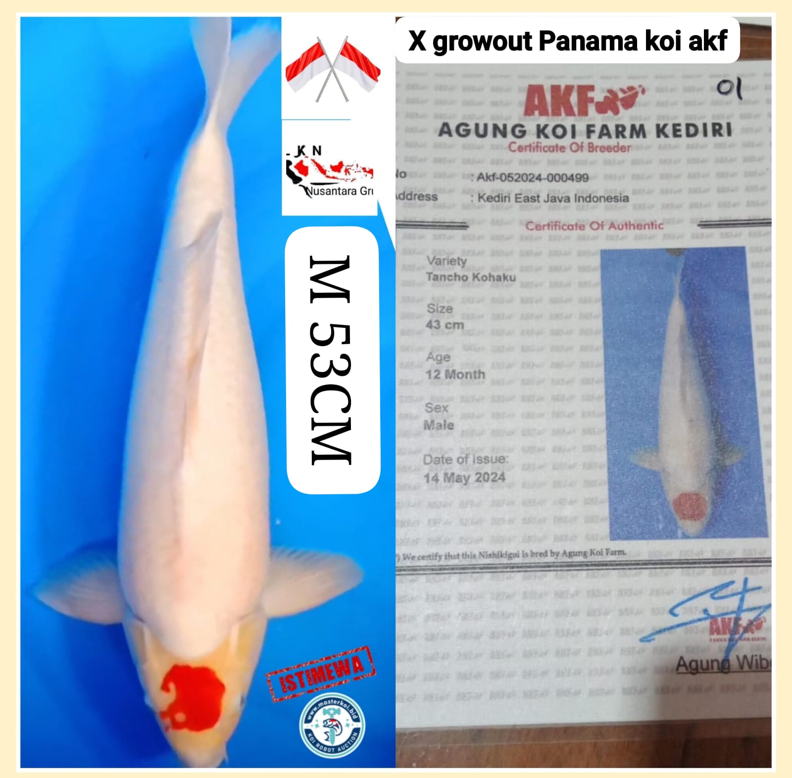 KORBAN BID N RUN SUPER THANCO KOHAKU CERTIFIKAT AKF MALE JUMBO ISTIMEWA LOKASI IKAN DI MADIUN 53cm