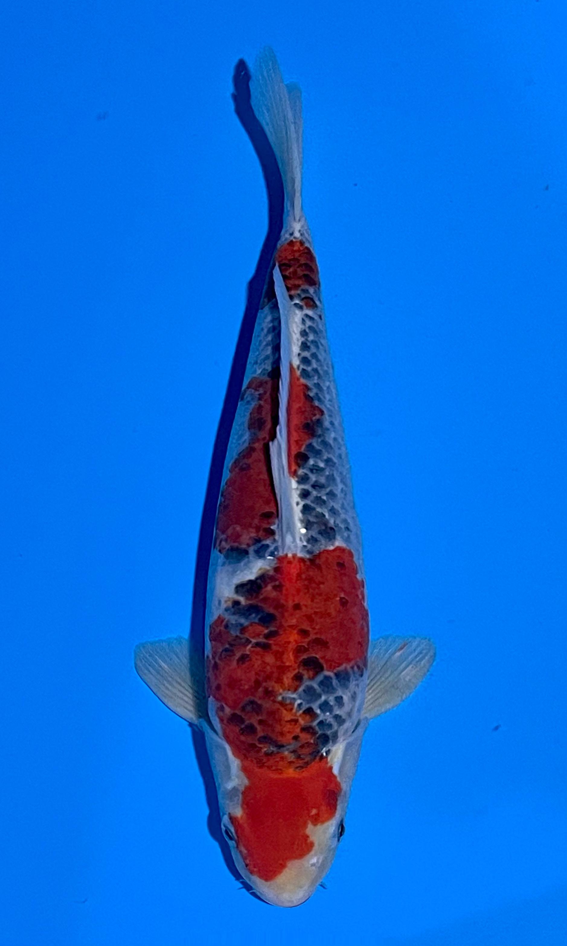 GOSHIKI RACING SQ ISTIMEWA 38cm