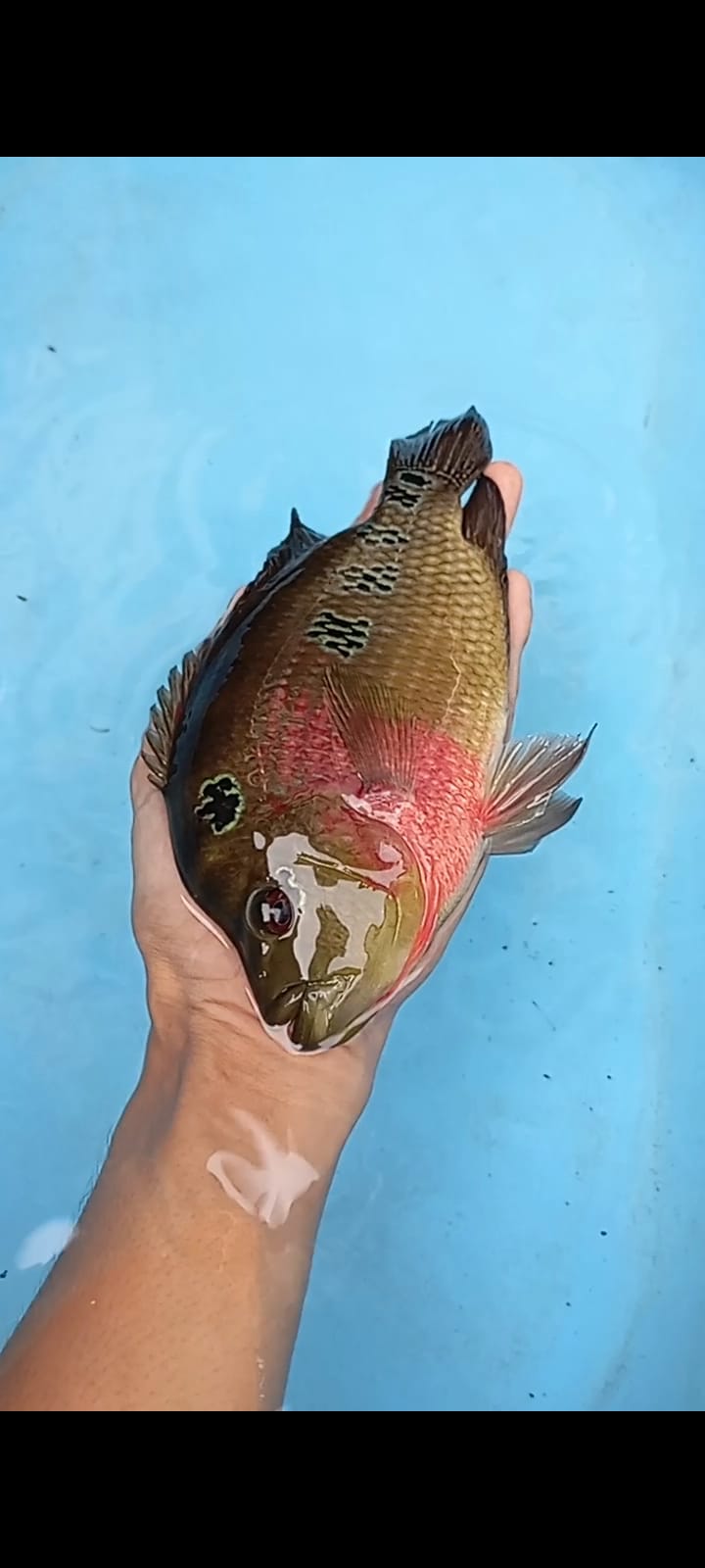 LOUHAN 23cm
