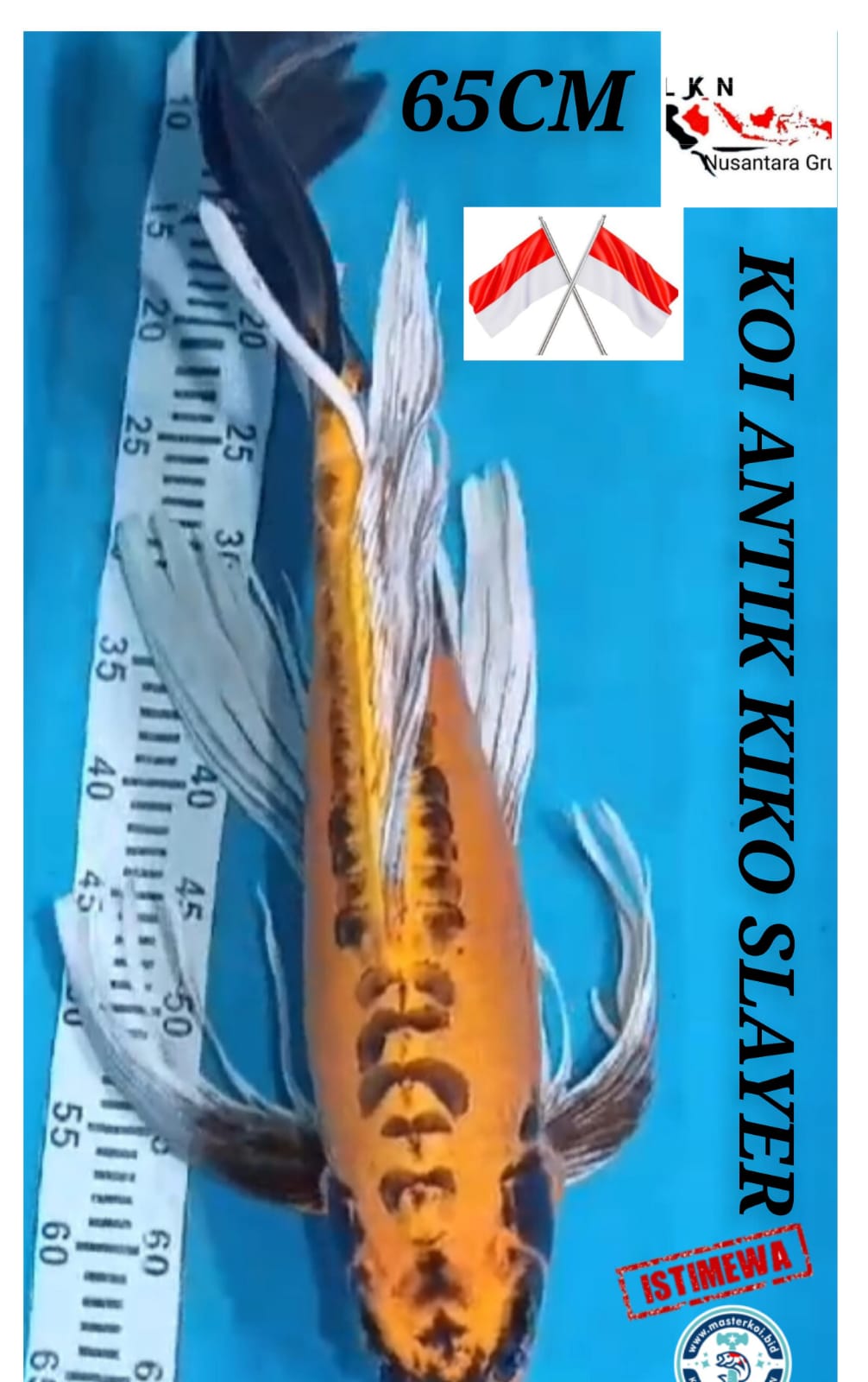 SUPER IKAN KELAS SULTAN PENARI KOLAM KIKO SLAYER GONDRONG JUMBO ANTIK TERBAIK DI KELASNYA LOKASI IKAN DI NGANJUK 65cm