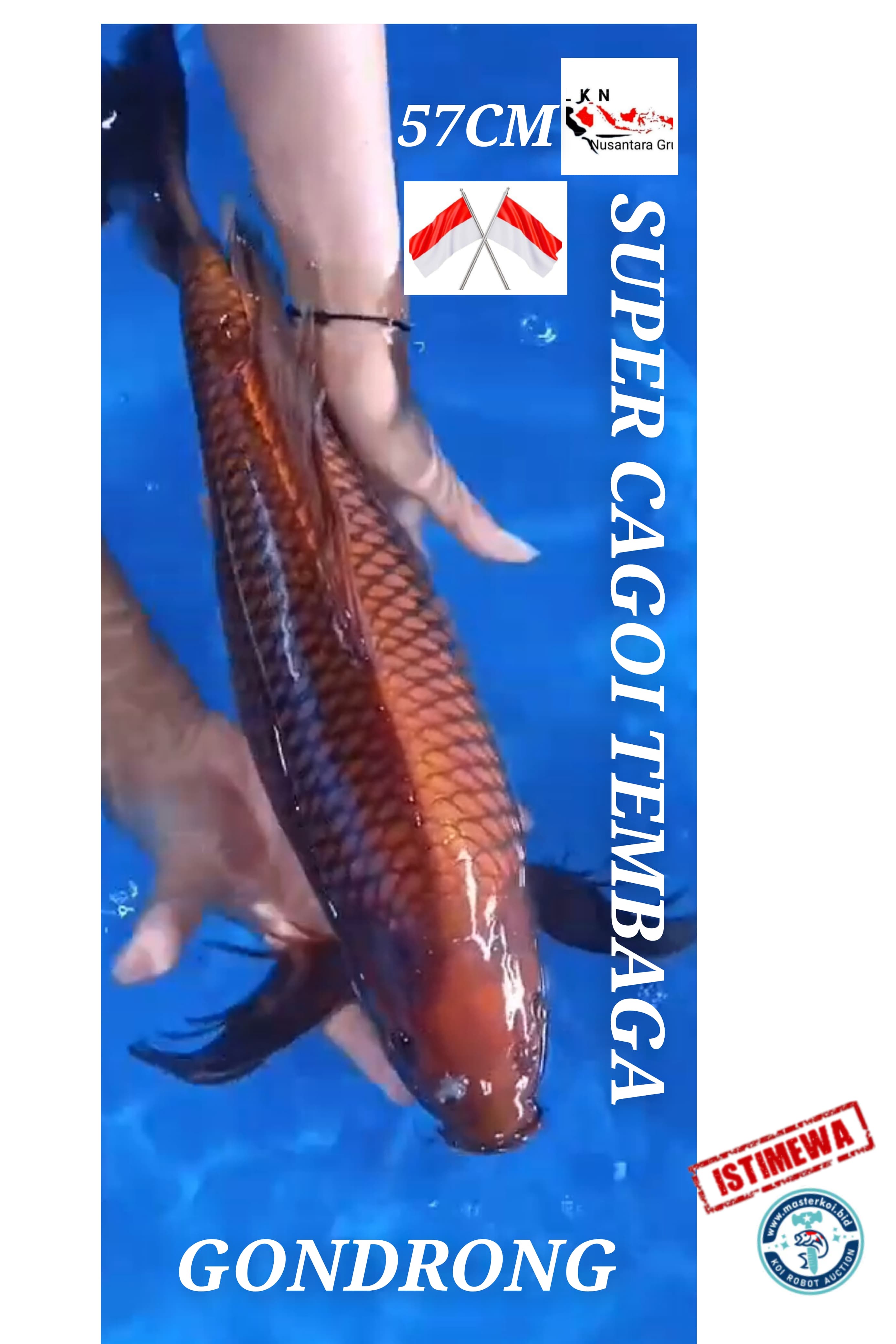 SUPER CAGOI TEMBAGA JUMBO IKAN KELAS SULTAN ISTIMEWA GONDRONG LOKASI IKAN DI NGANJUK 57cm