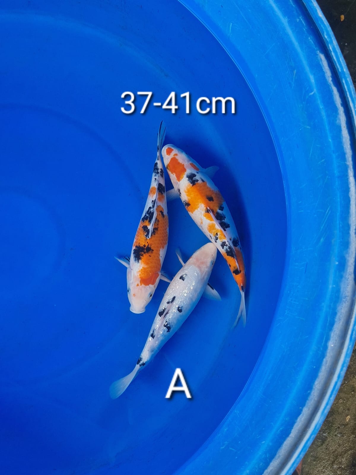 MIX 39cm