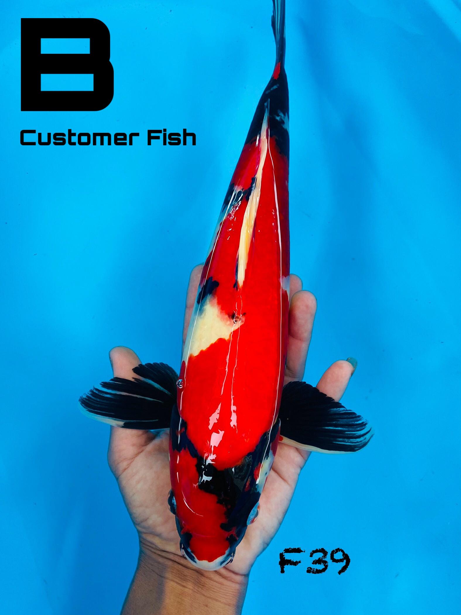 SHOWA MERAH PEKAT 39cm